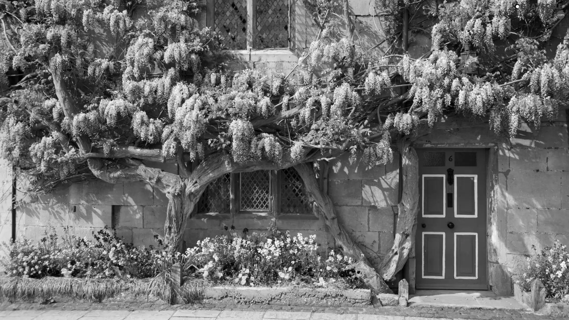 Wisteria, house, Flowers