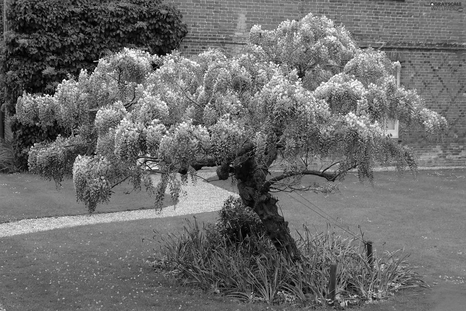 Garden, Wisteria