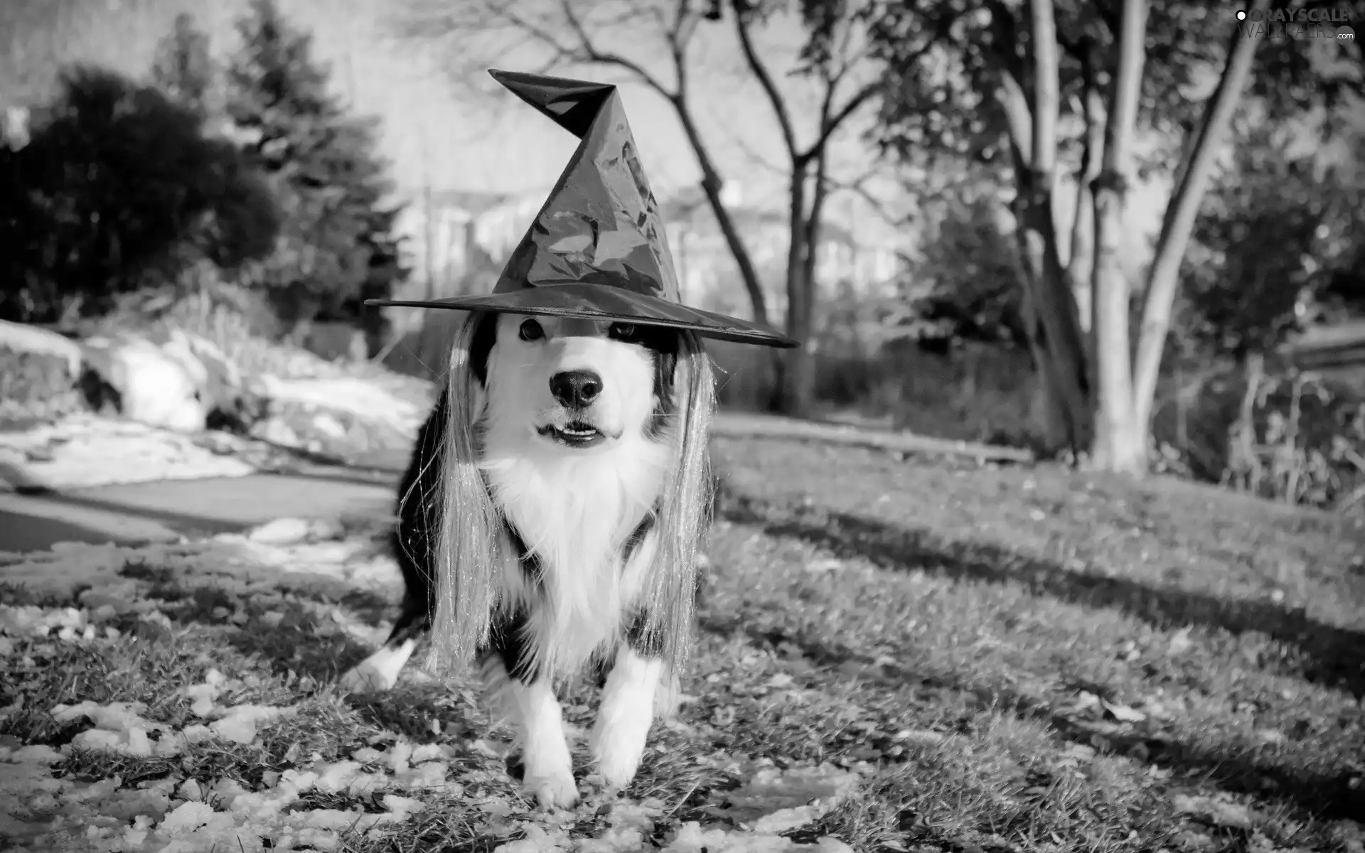 dog, Hat, witch, Border Collie
