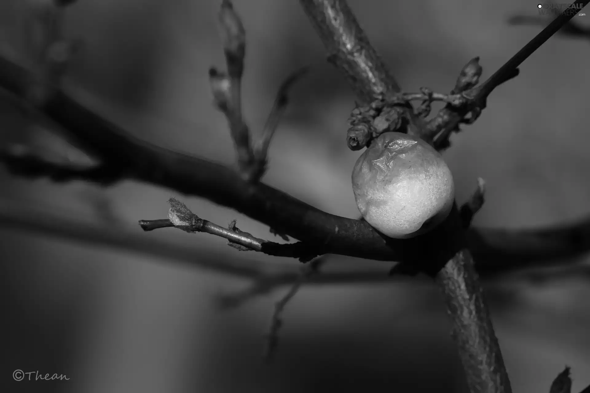 Twigs, Symphoricarpos Duhamel, Withered