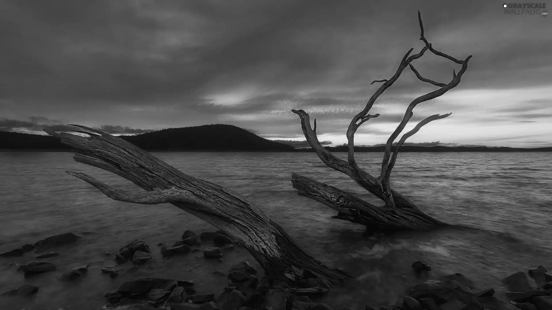 west, lake, Withered Branches, sun