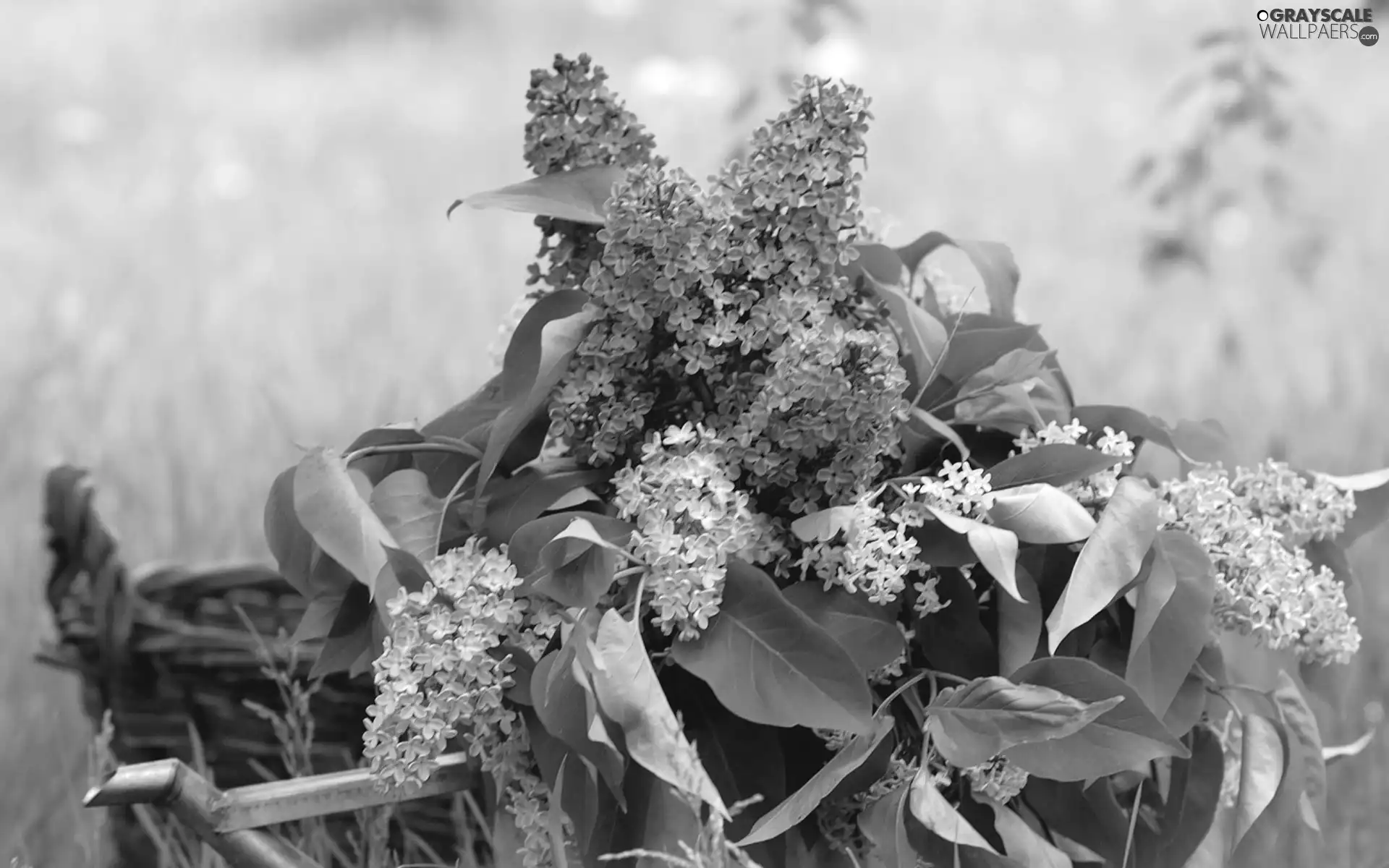 watering can, bouquet, without