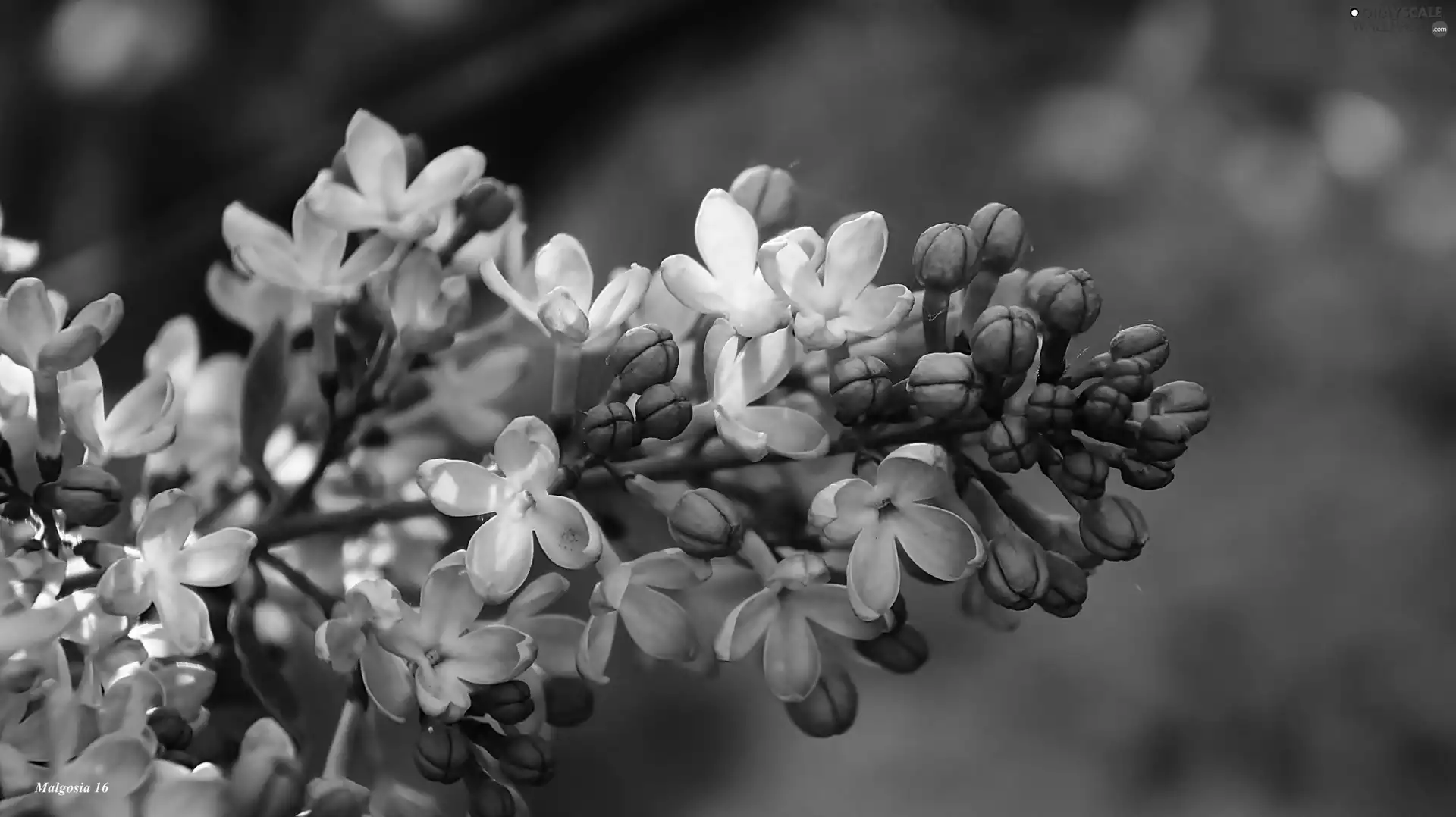 purple, twig, without, Flowers