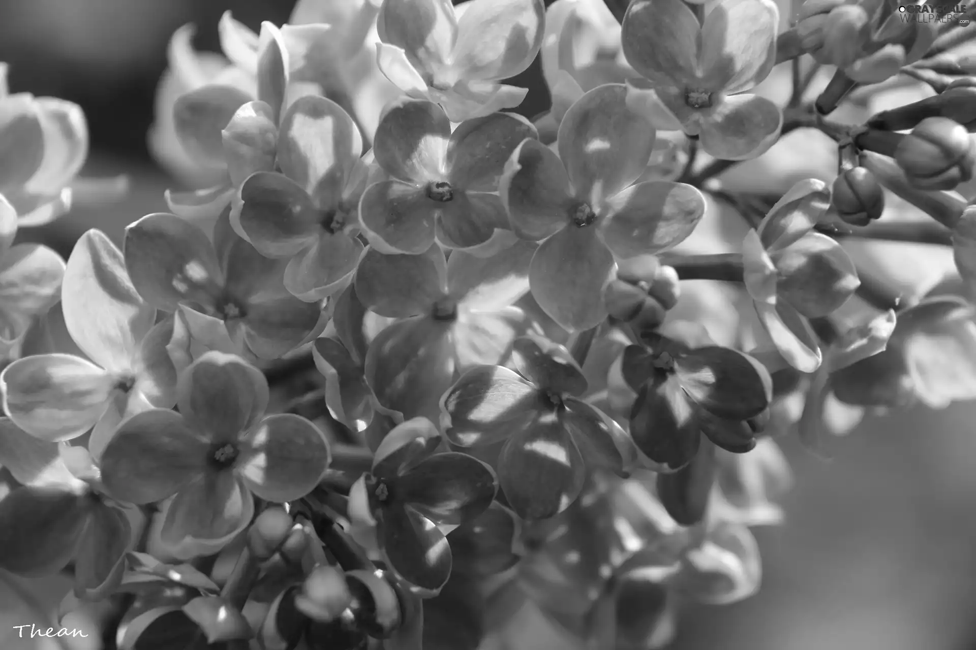 Violet, without
