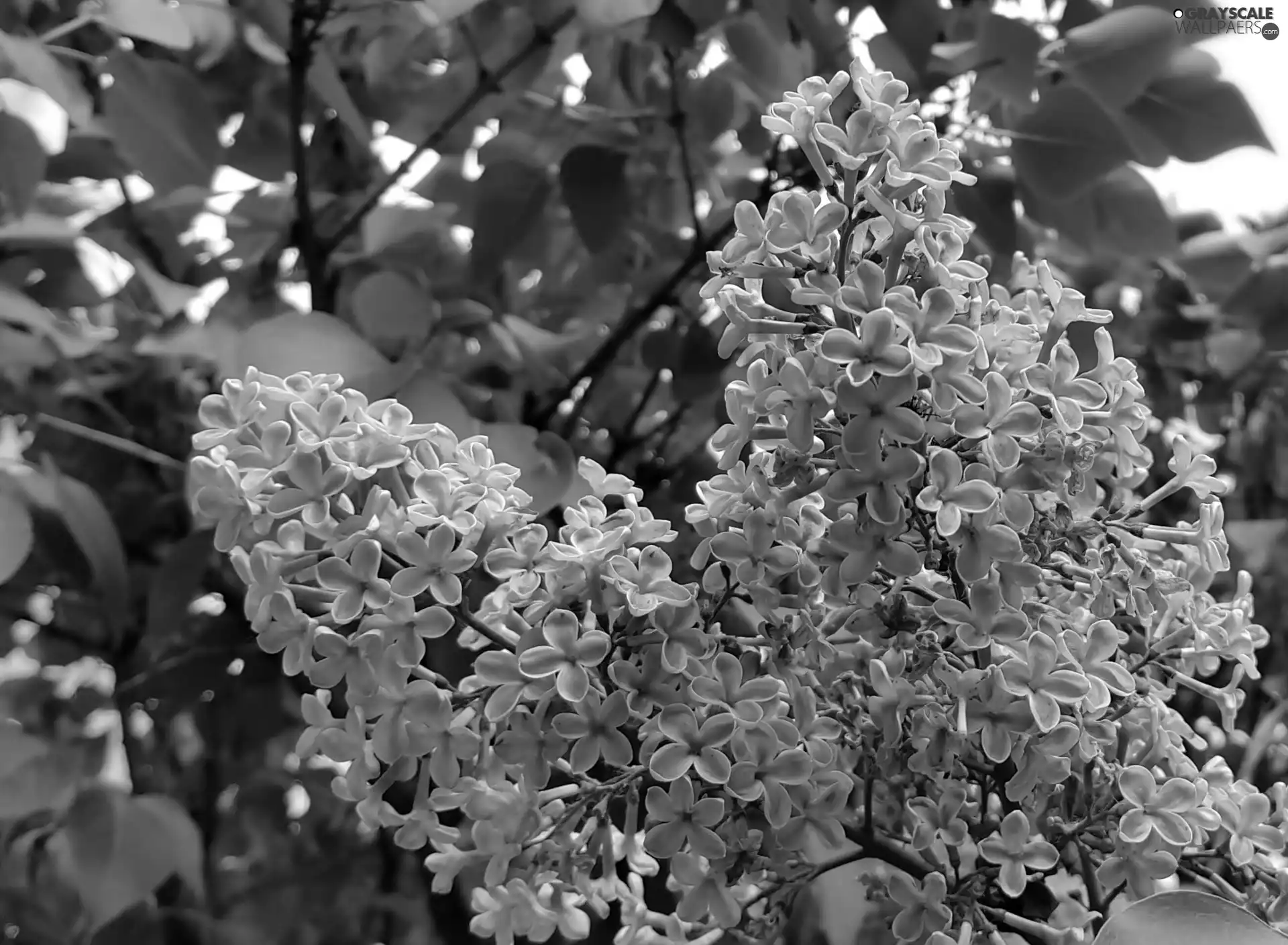 Violet, without
