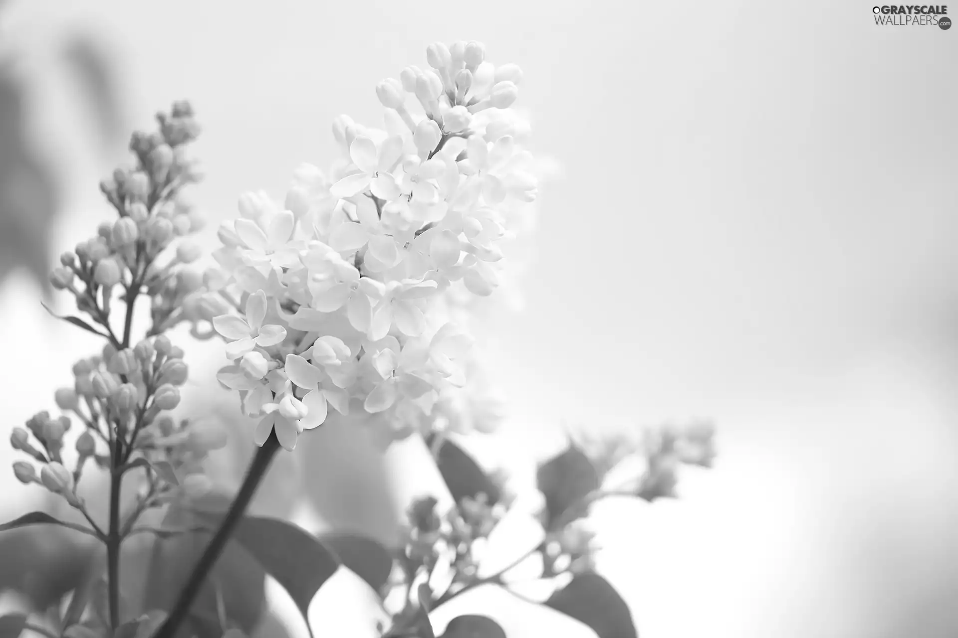 White, Flowers, Twigs, without
