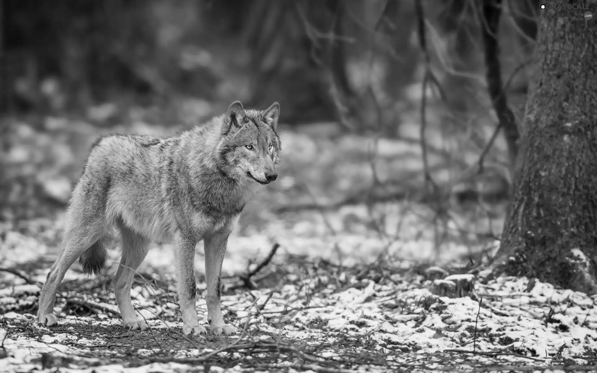 gazing, Wolf