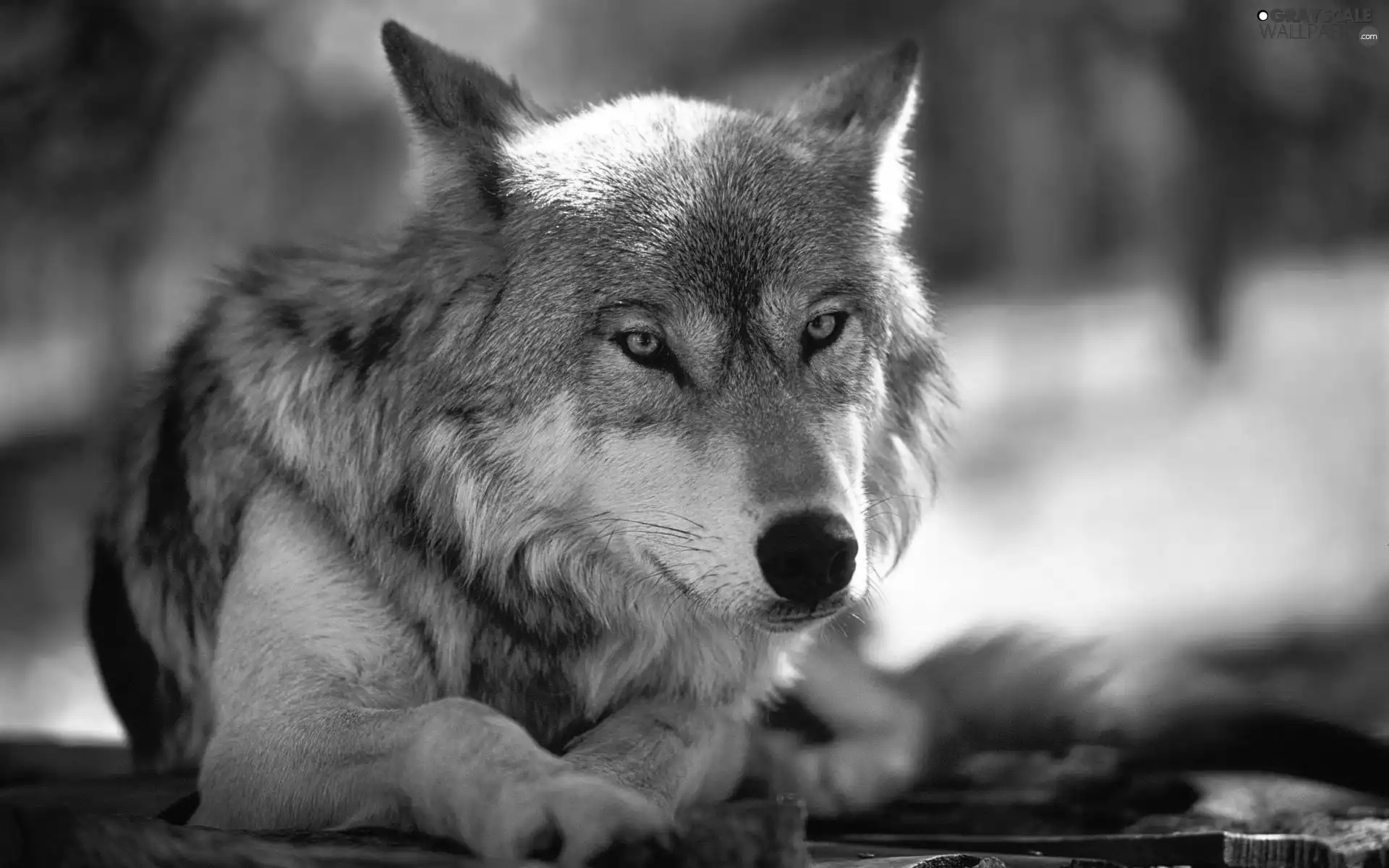 Grayscale Gray, Wolf - 1920x1200