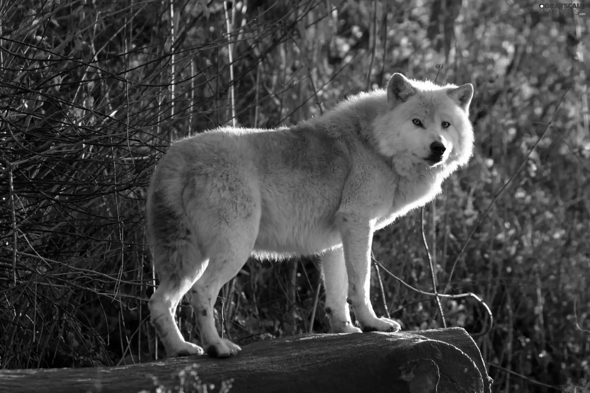 lonely, Wolf