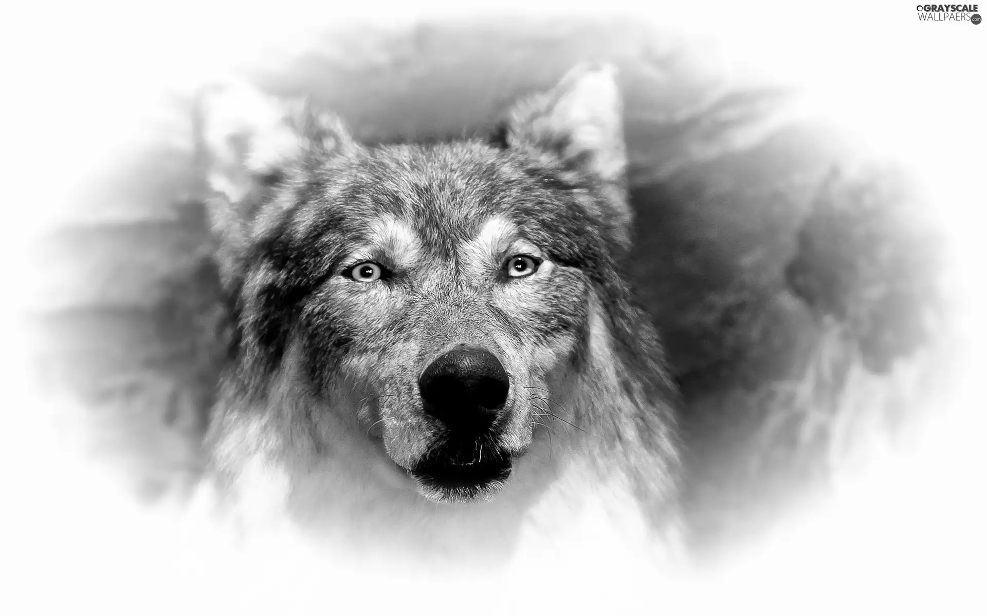 portrait, Wolf