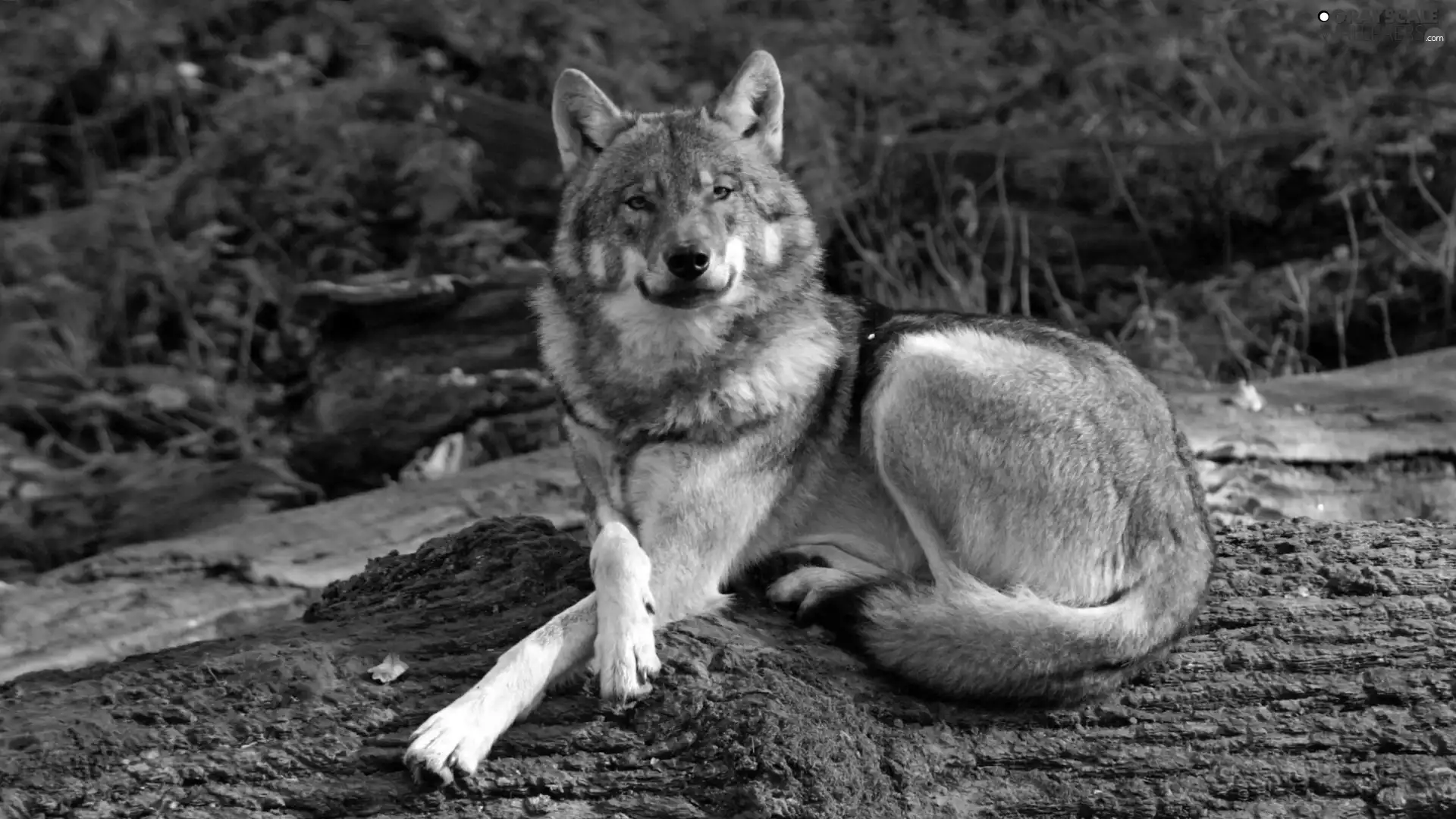 Wolf