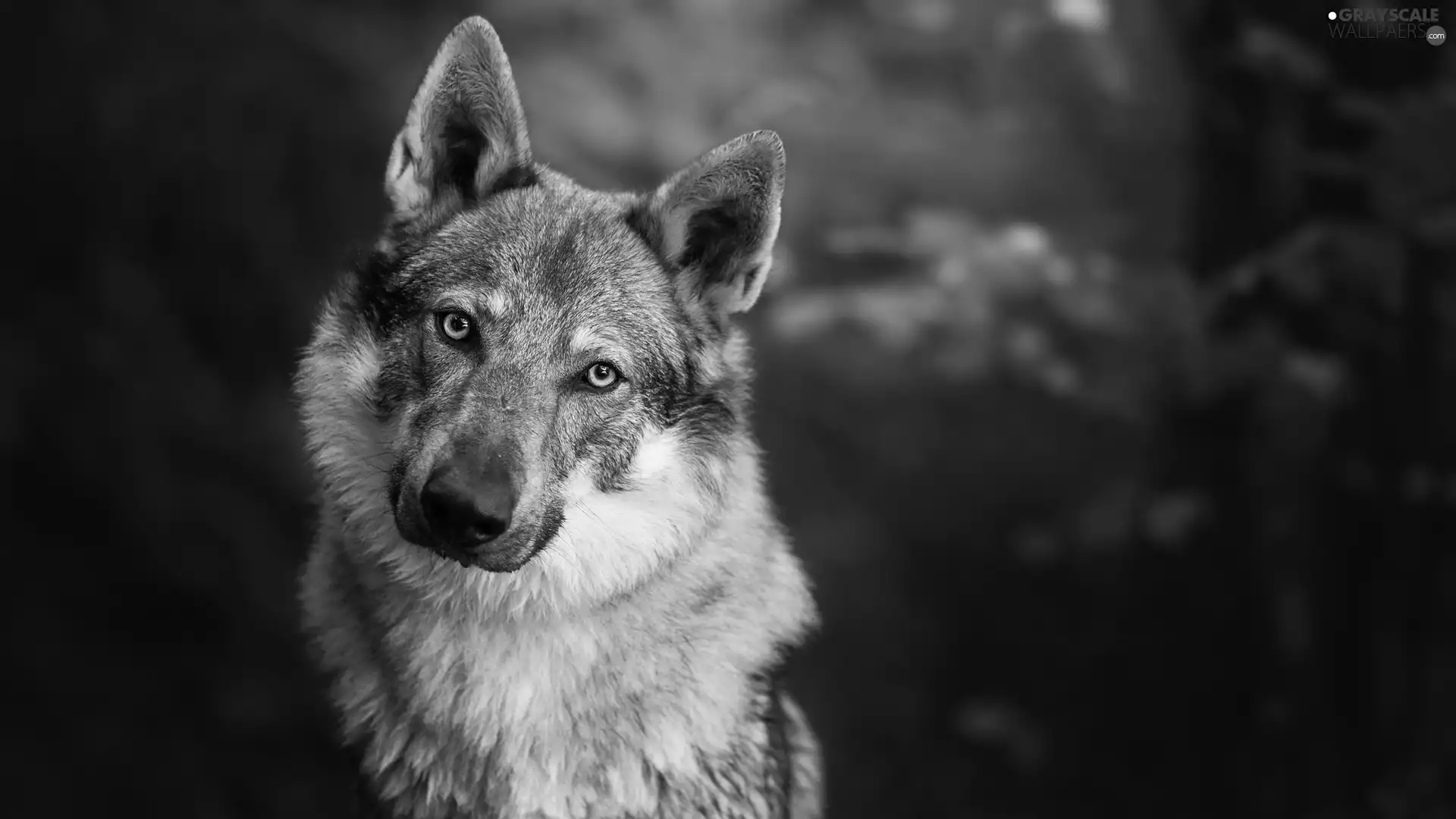dog, Czechoslovakian Wolfdog
