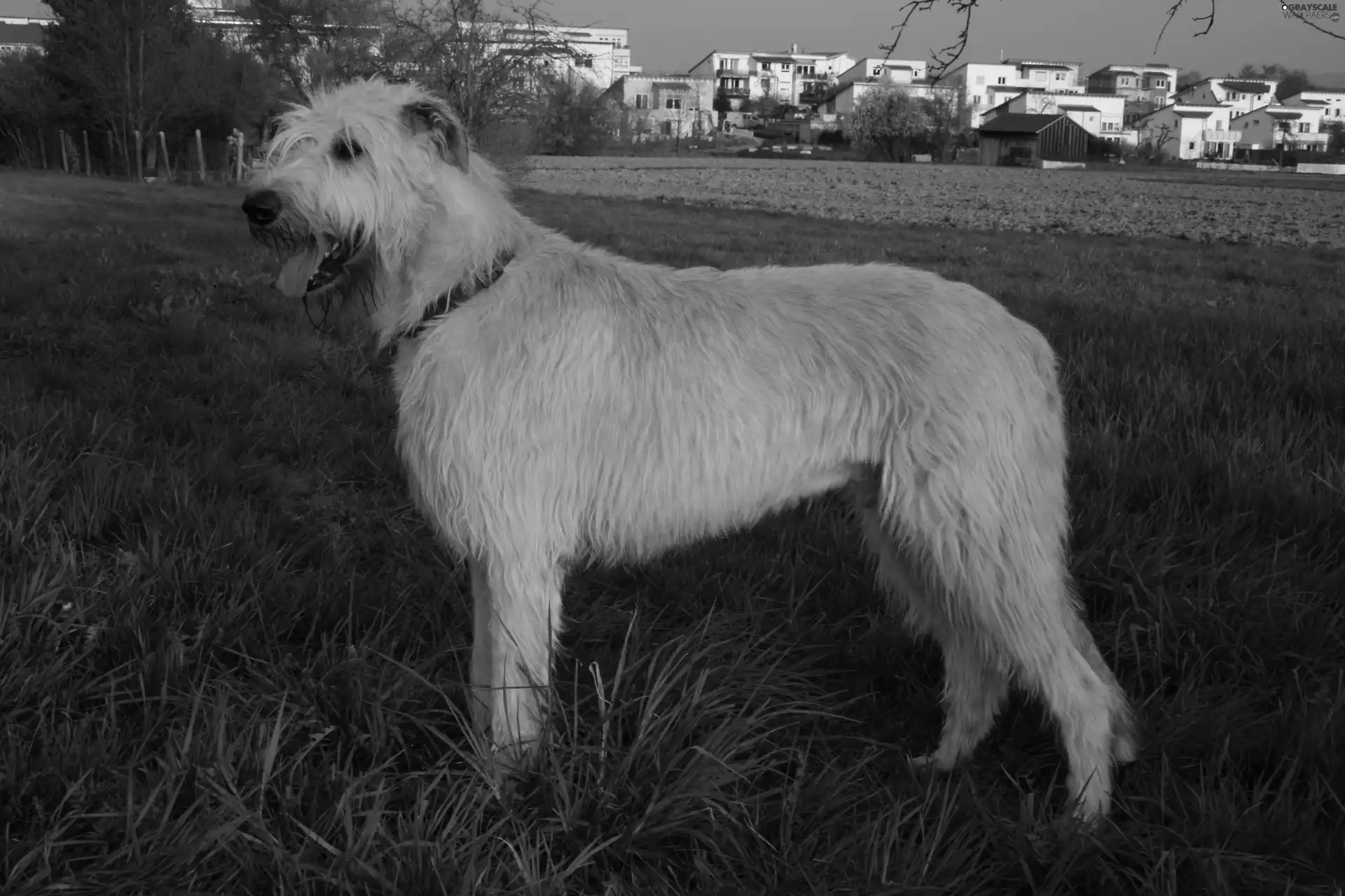 White, Irish Wolfhound