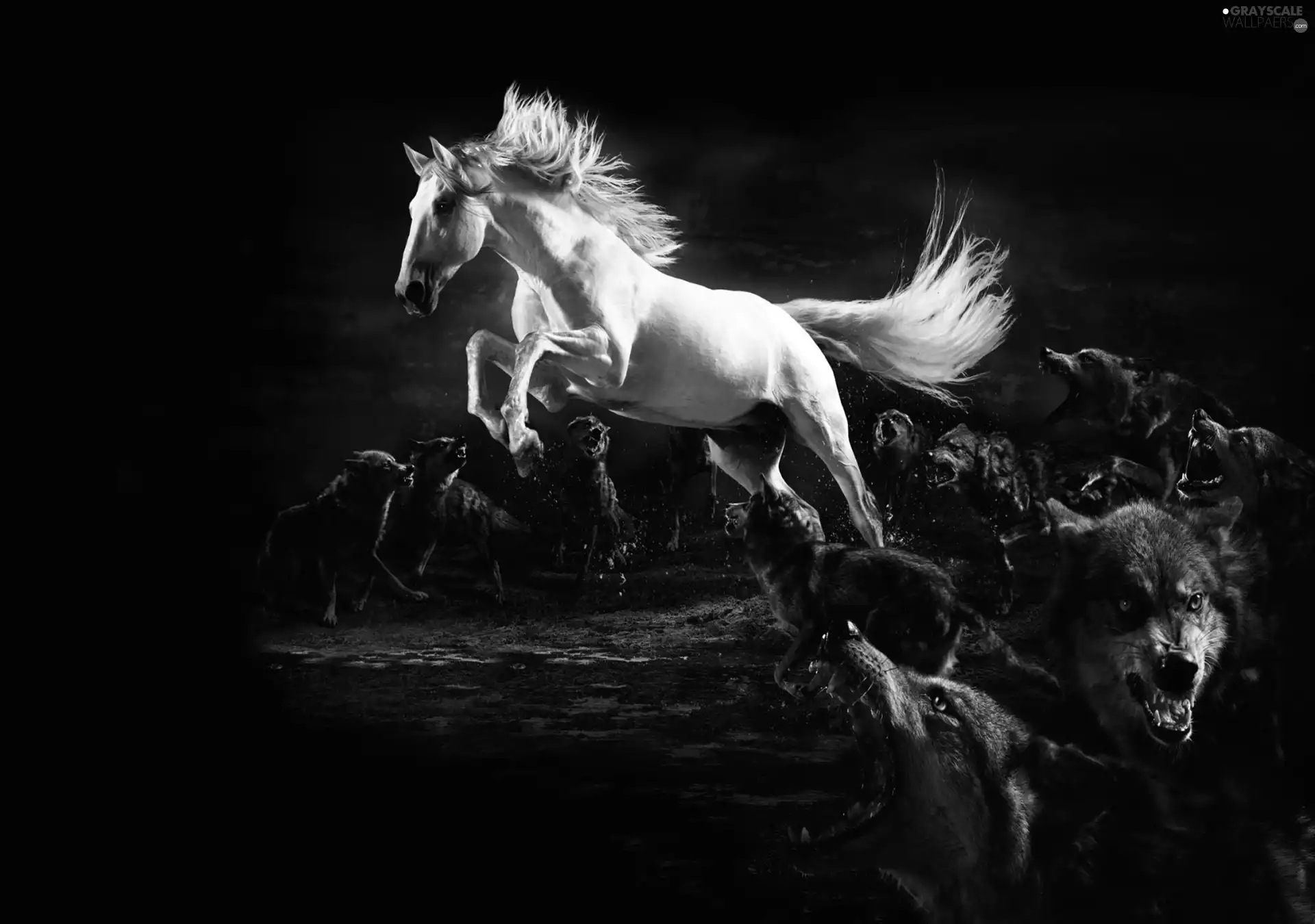 wolves, White, Horse