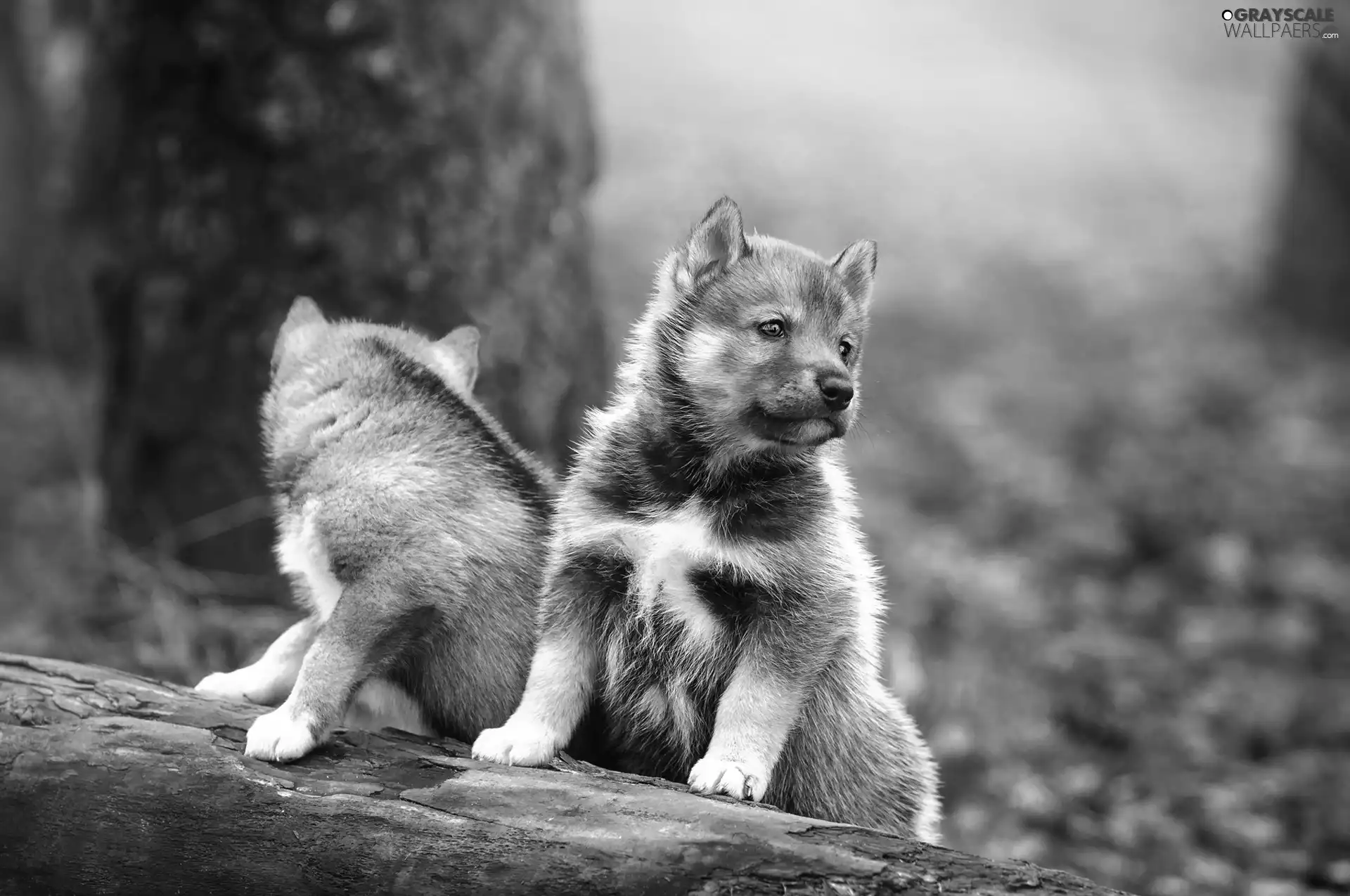 puppies, little doggies, wolves