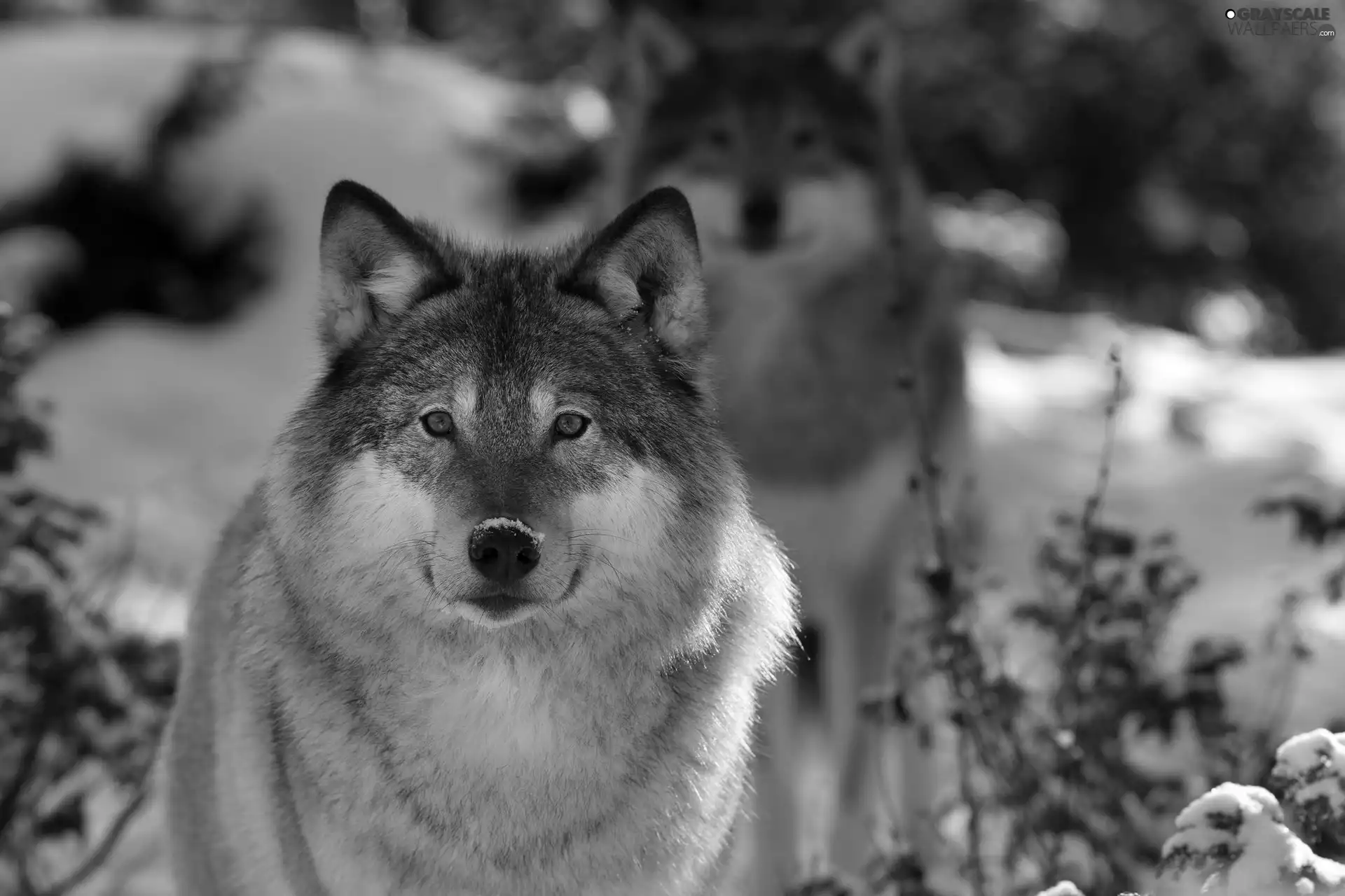 winter, wolves
