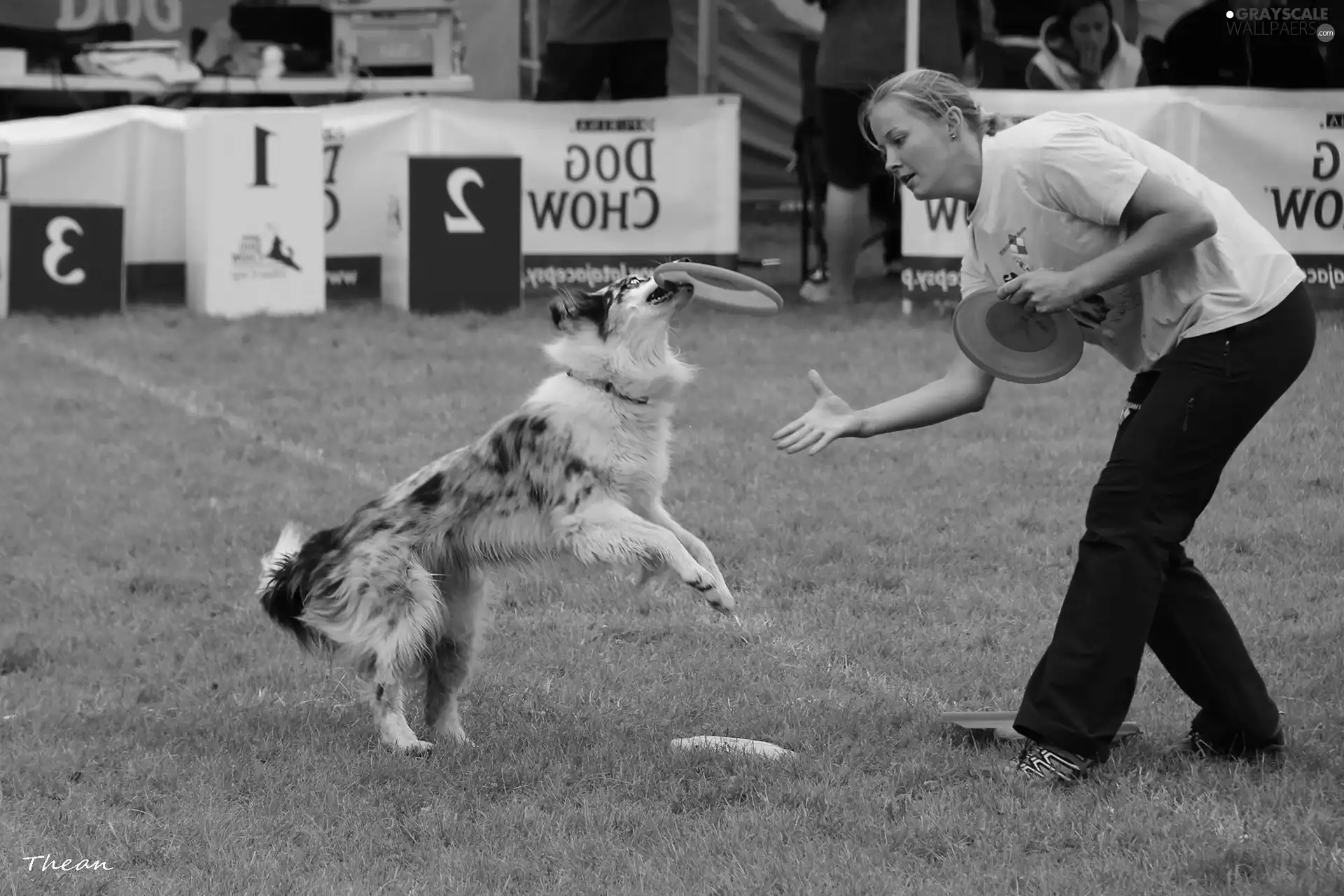 dog, Frisbee, Women, Border Collie