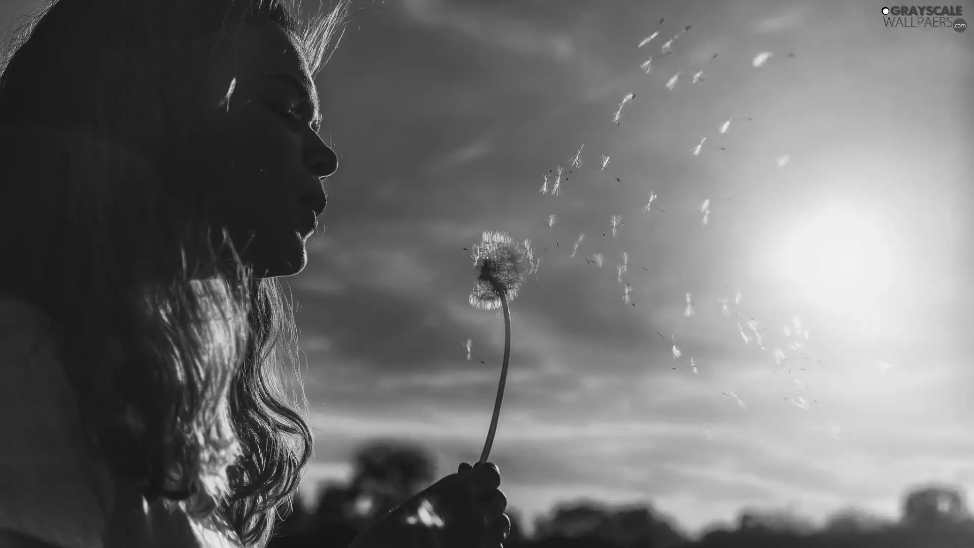 dandelion, Great Sunsets, Women