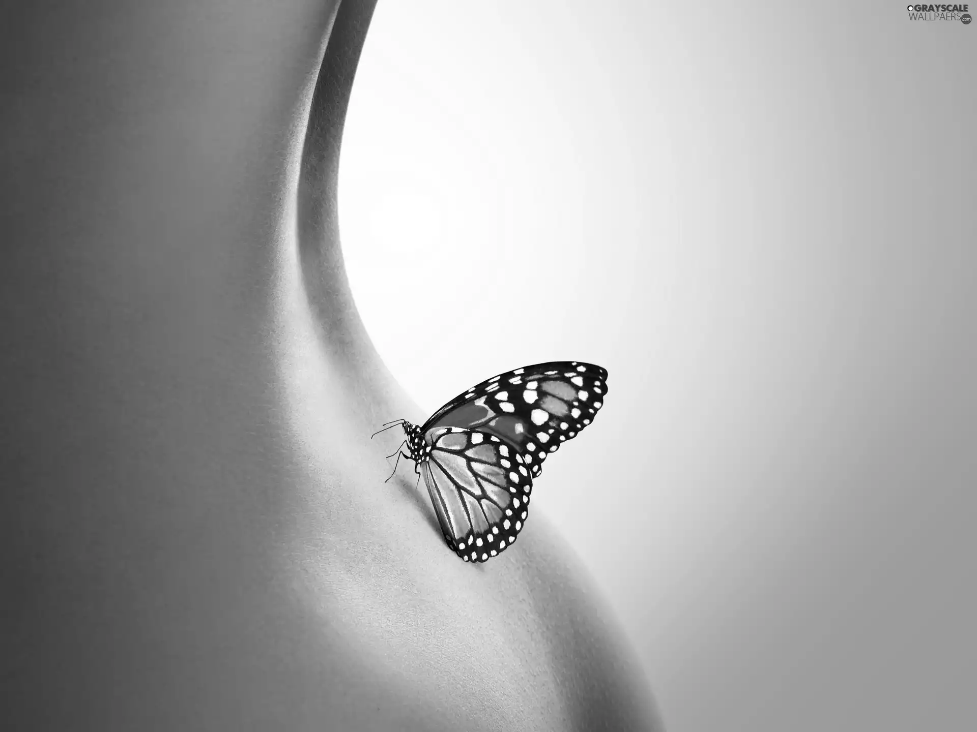 Womens, butterfly, Body
