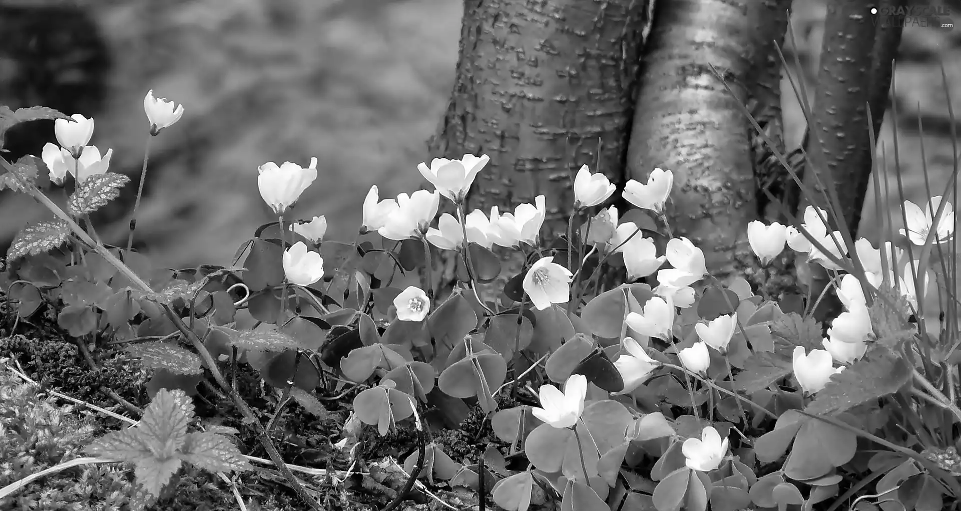 Wood Anemone, White, trees, viewes, Stems, Flowers