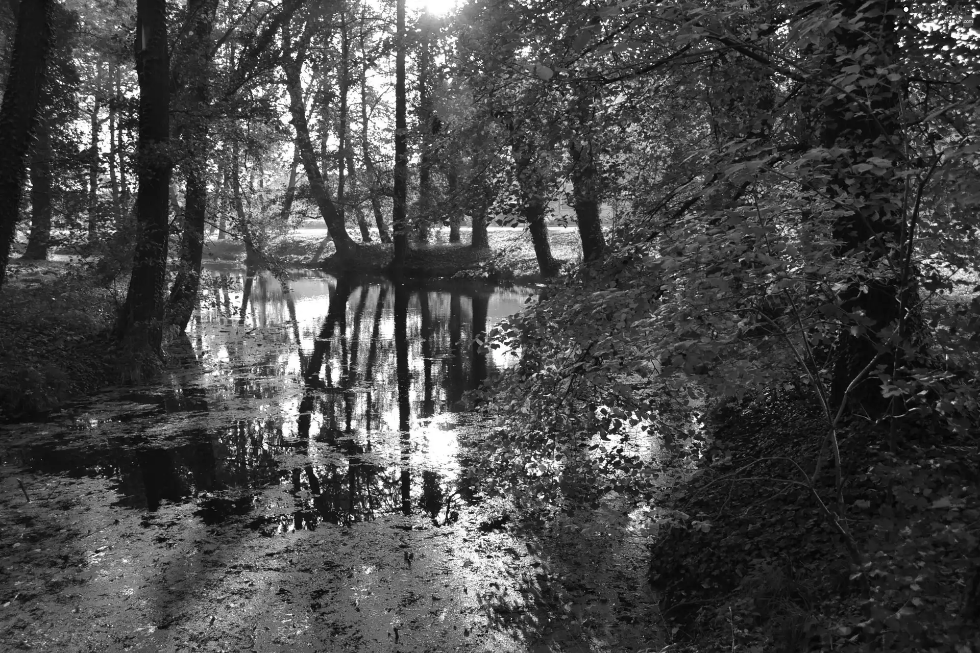 Wooded, ivy, trees, viewes, Pond - car
