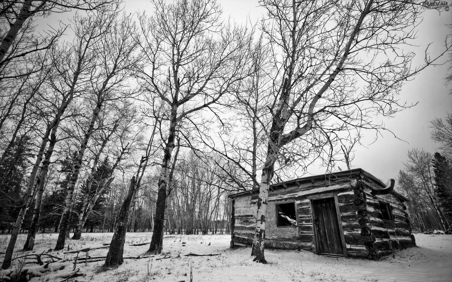 Wooden, Cottage, trees, viewes, winter