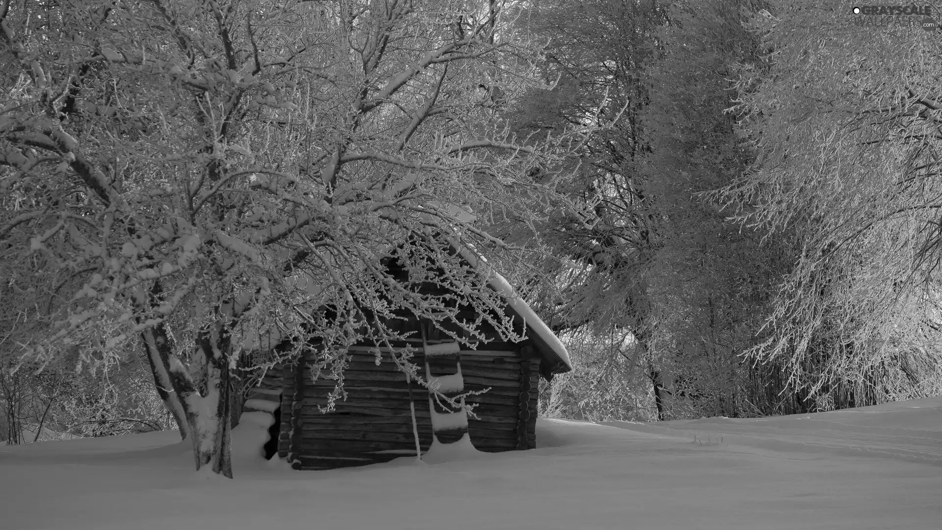 trees, viewes, Home, forest, cote, Snowy, winter, Wooden