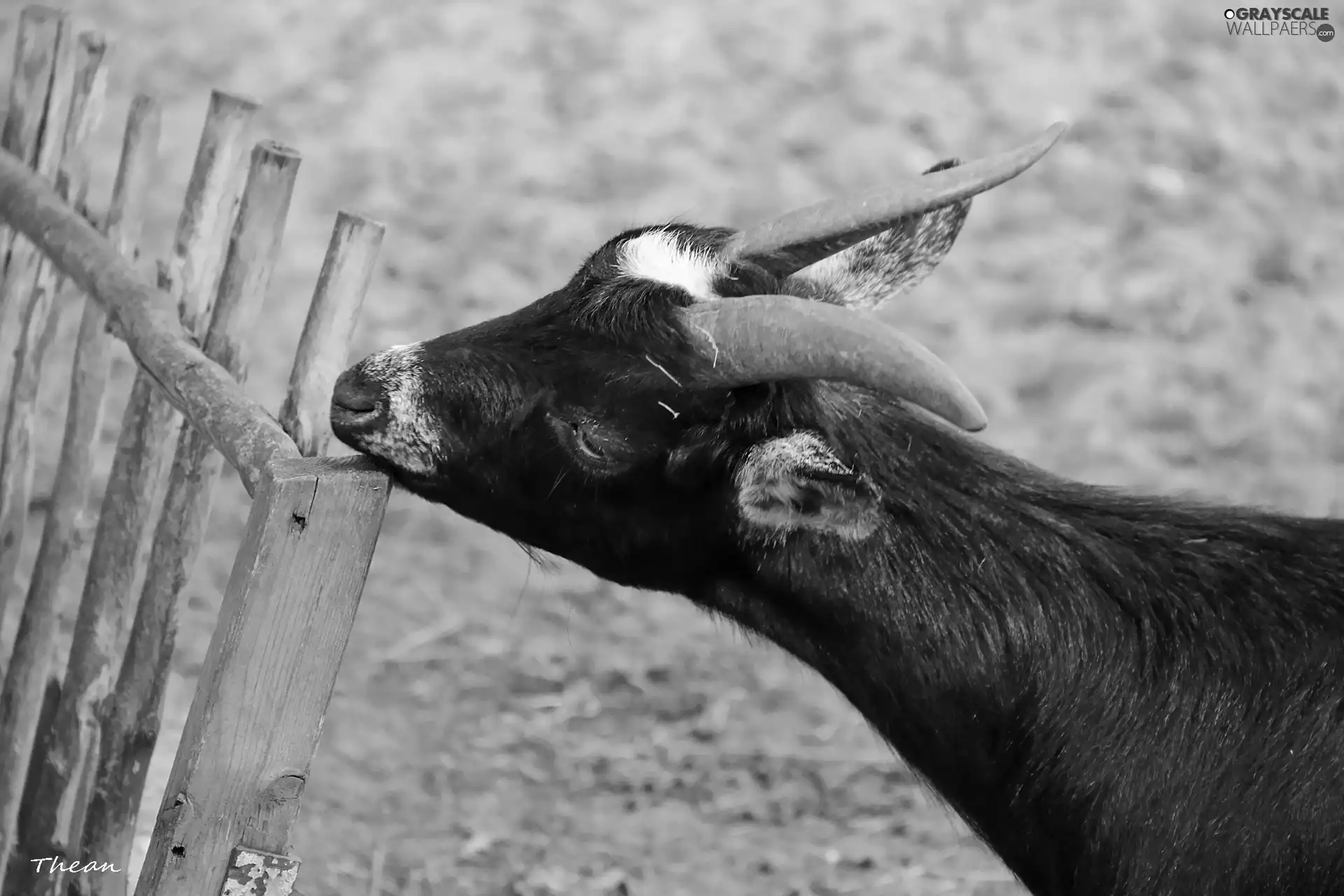 wooden, Hurdle, goat, horns, black