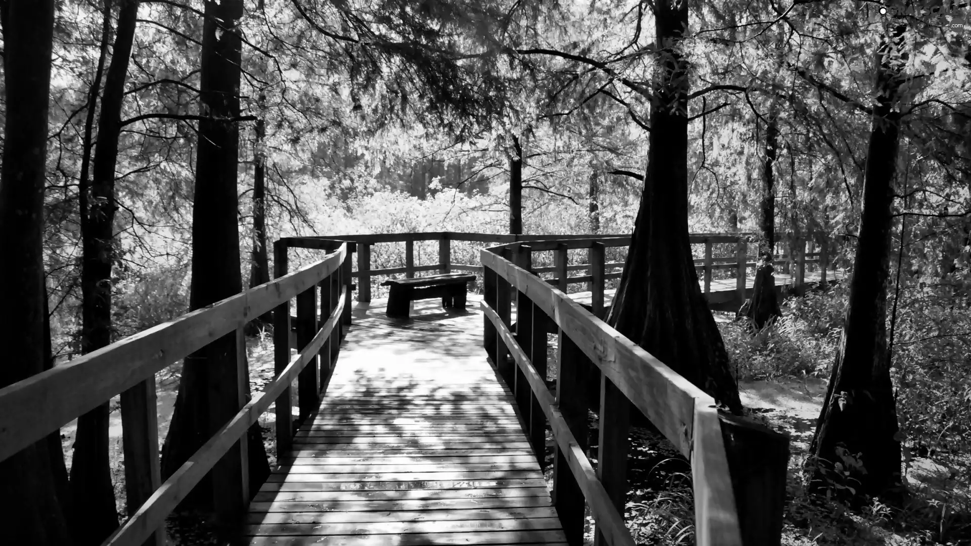 bog, forest, wooden, bridge, flash, luminosity, ligh, sun, Przebijające