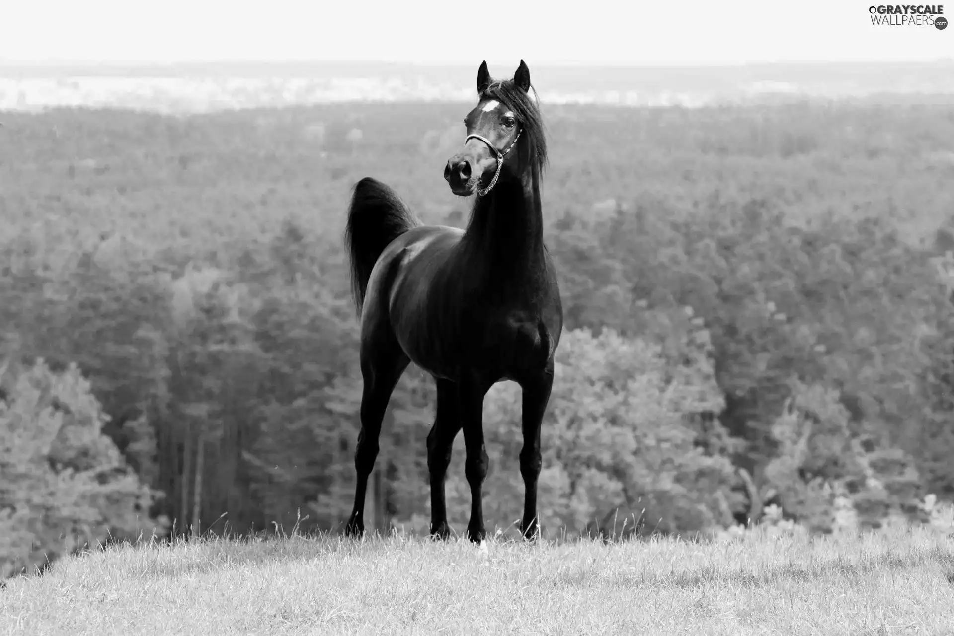 Black, Arab, woods, Horse