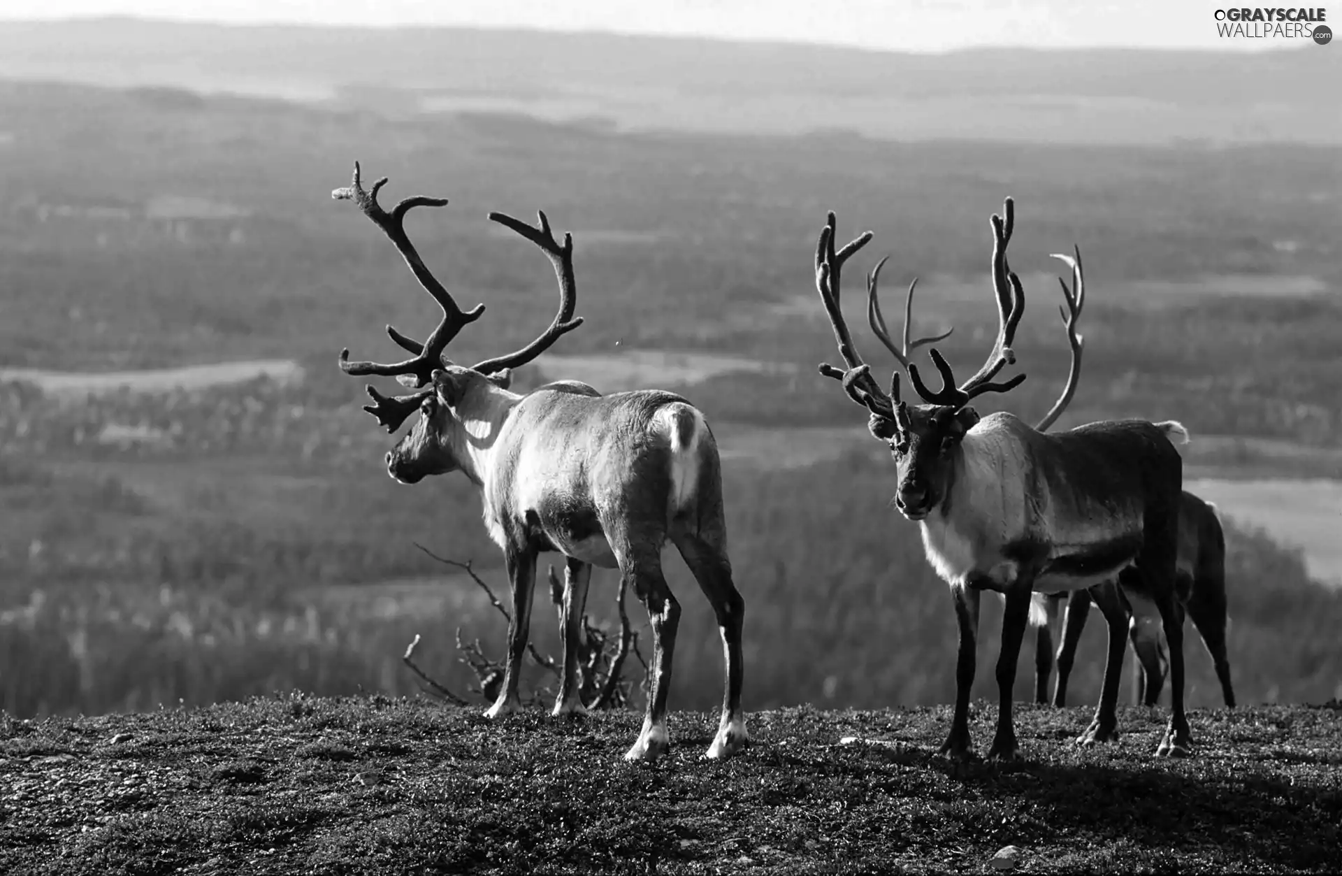 woods, blur, reindeer, The Hills, Meadow