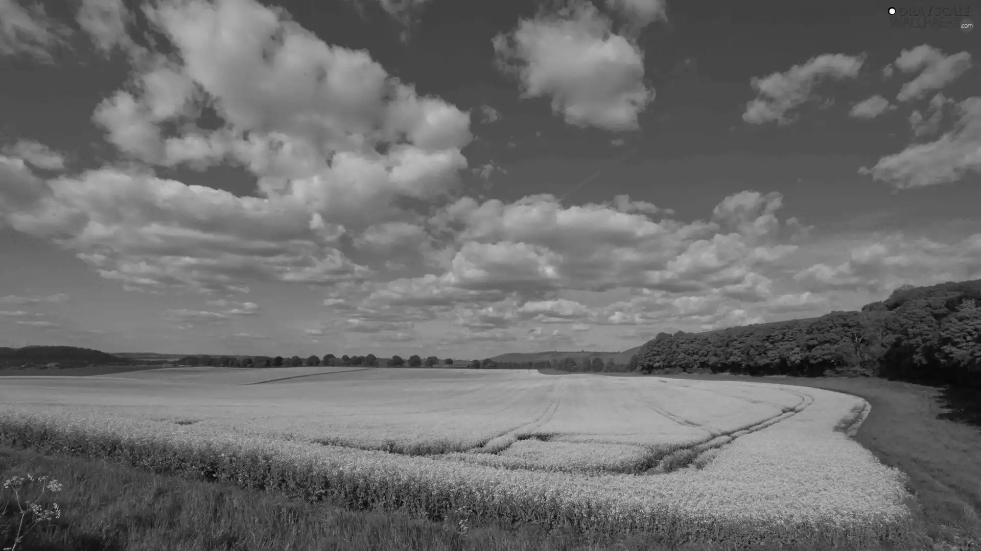 woods, clouds, rape, medows, Field