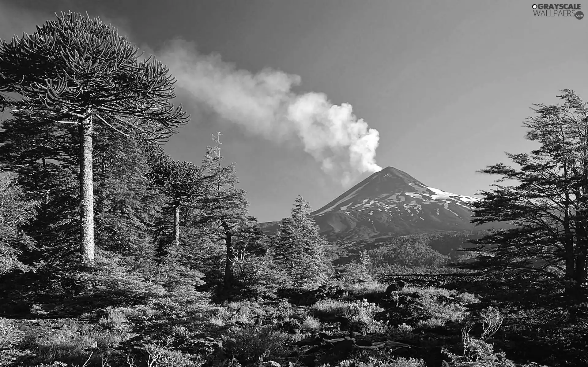 woods, mountains, Fuji