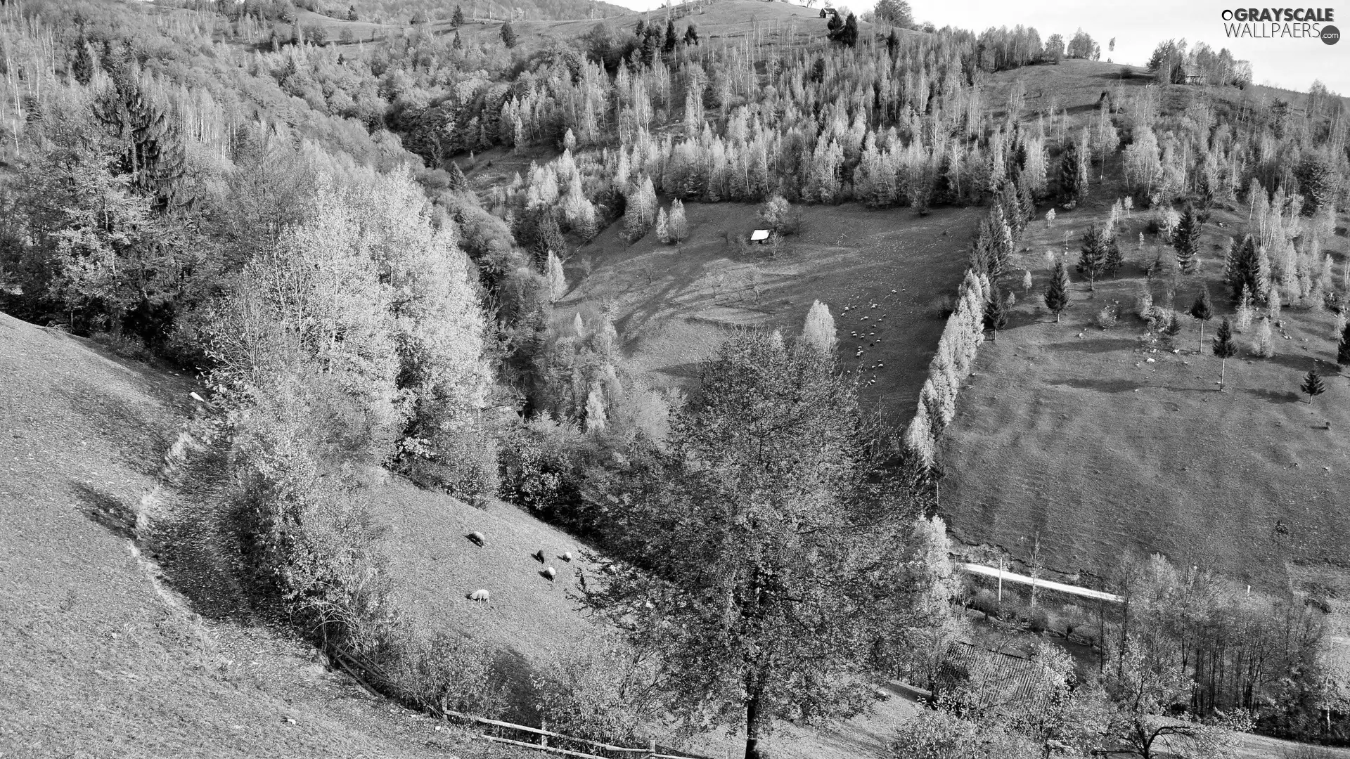 woods, autumn, Hill