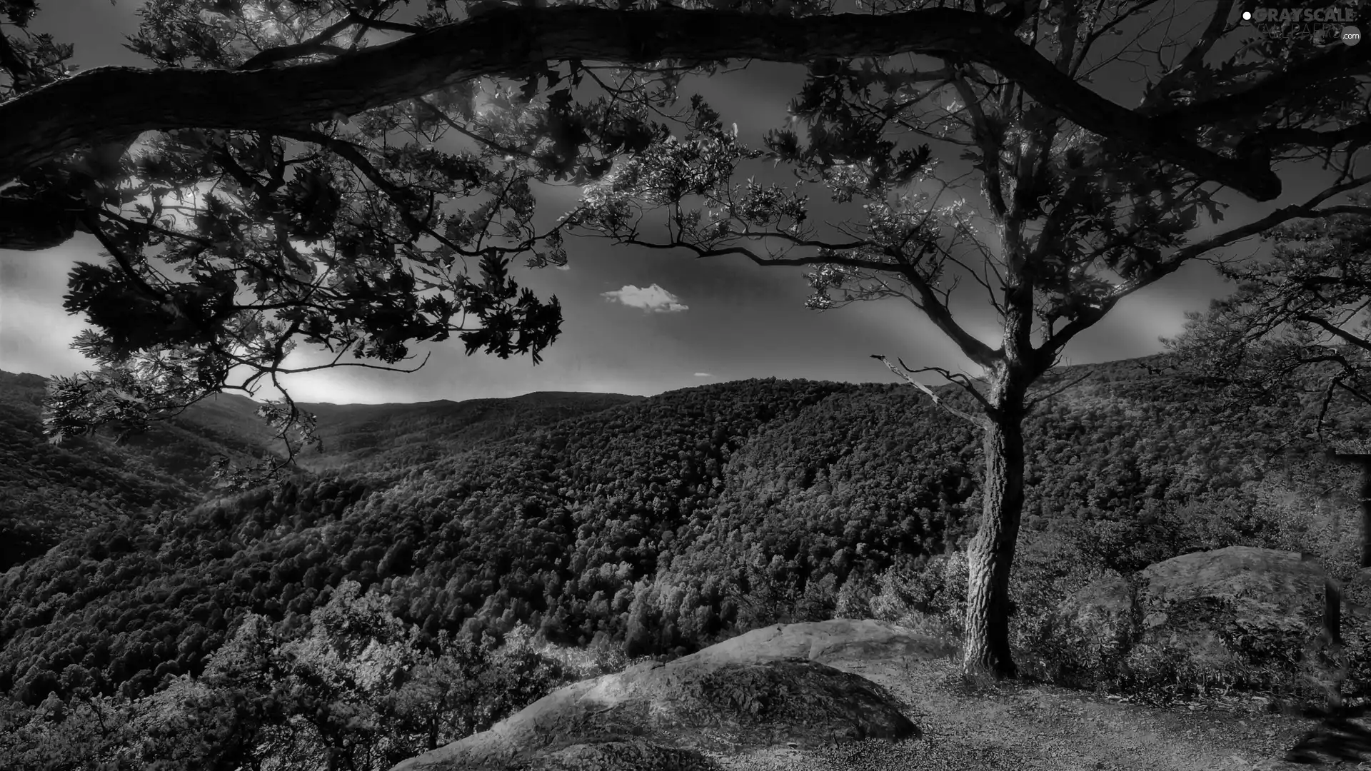 The Hills, trees, woods