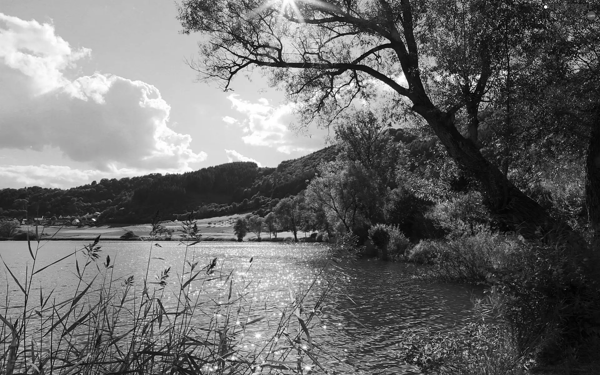 lake, Mountains, woods, rushes