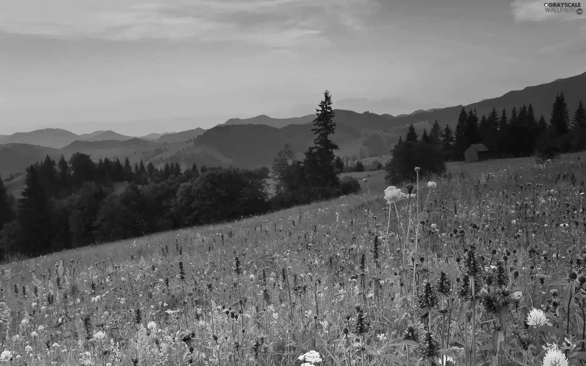 Meadow, Mountains, woods, Flowers