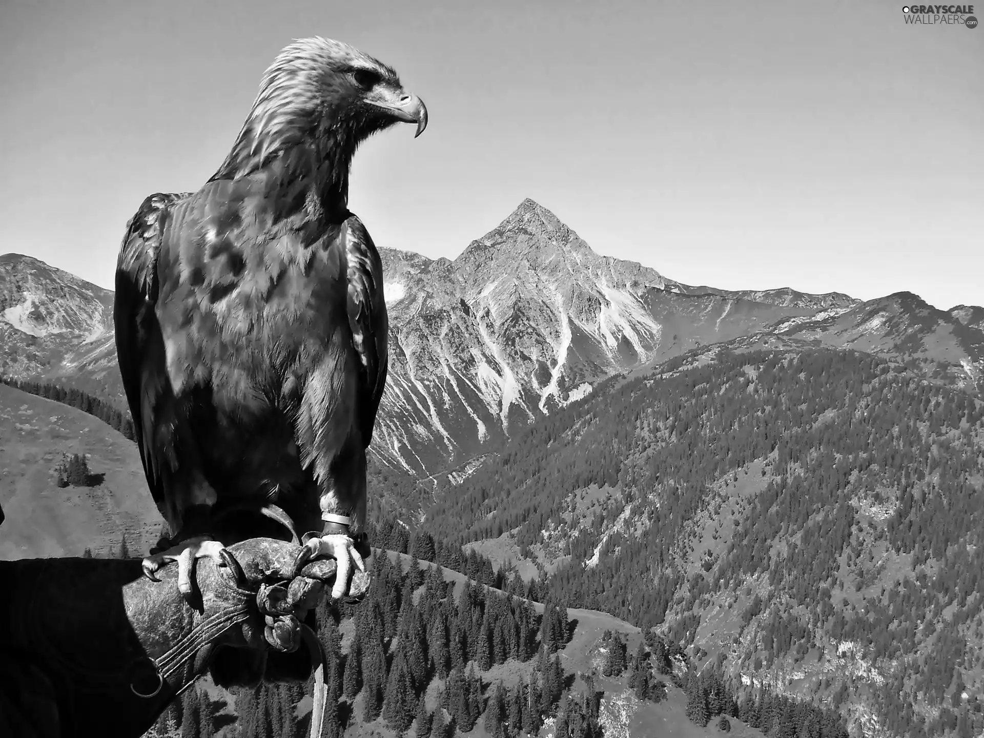 woods, Eagle Front, Mountains