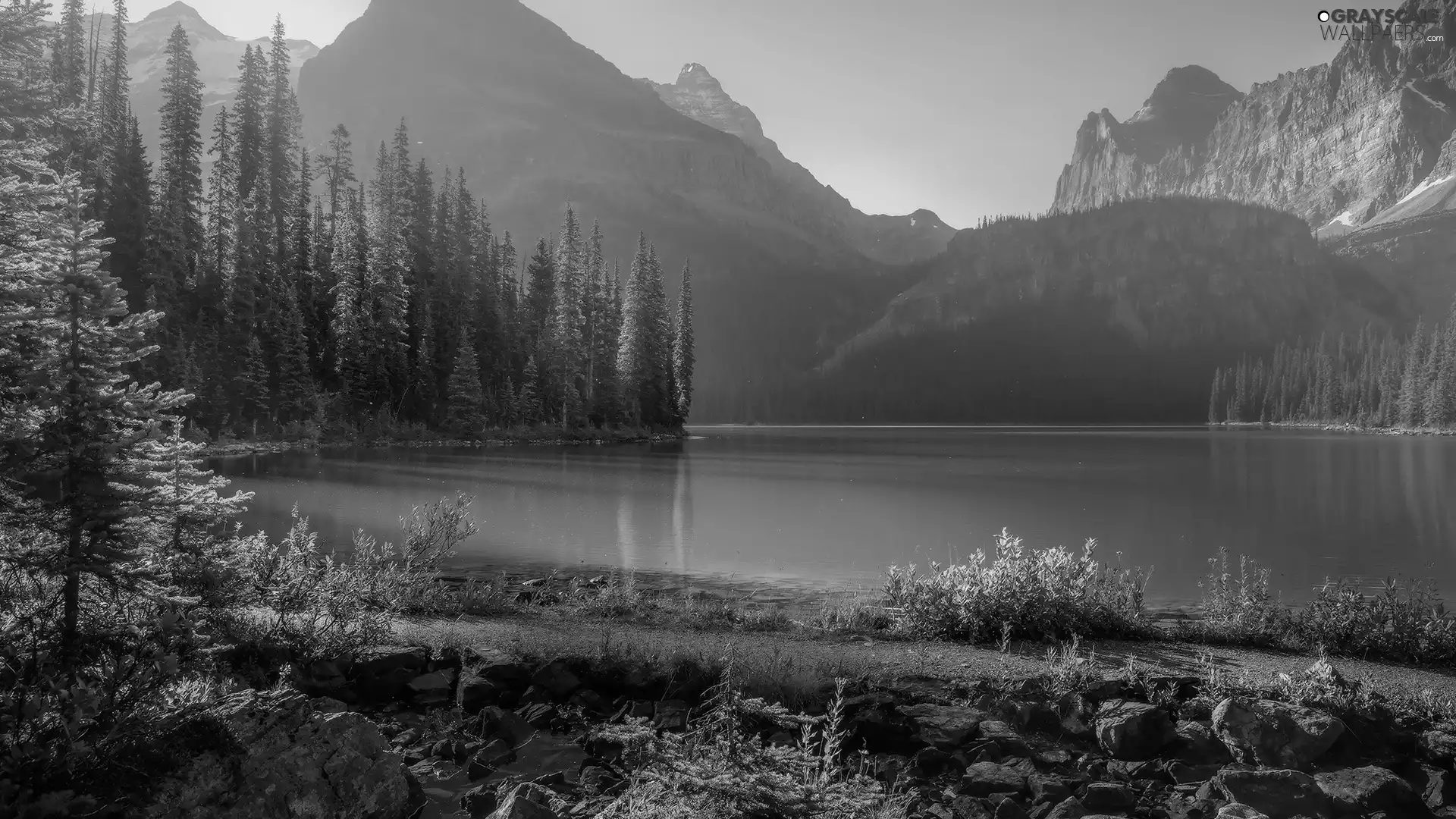 viewes, woods, Mountains, trees, lake