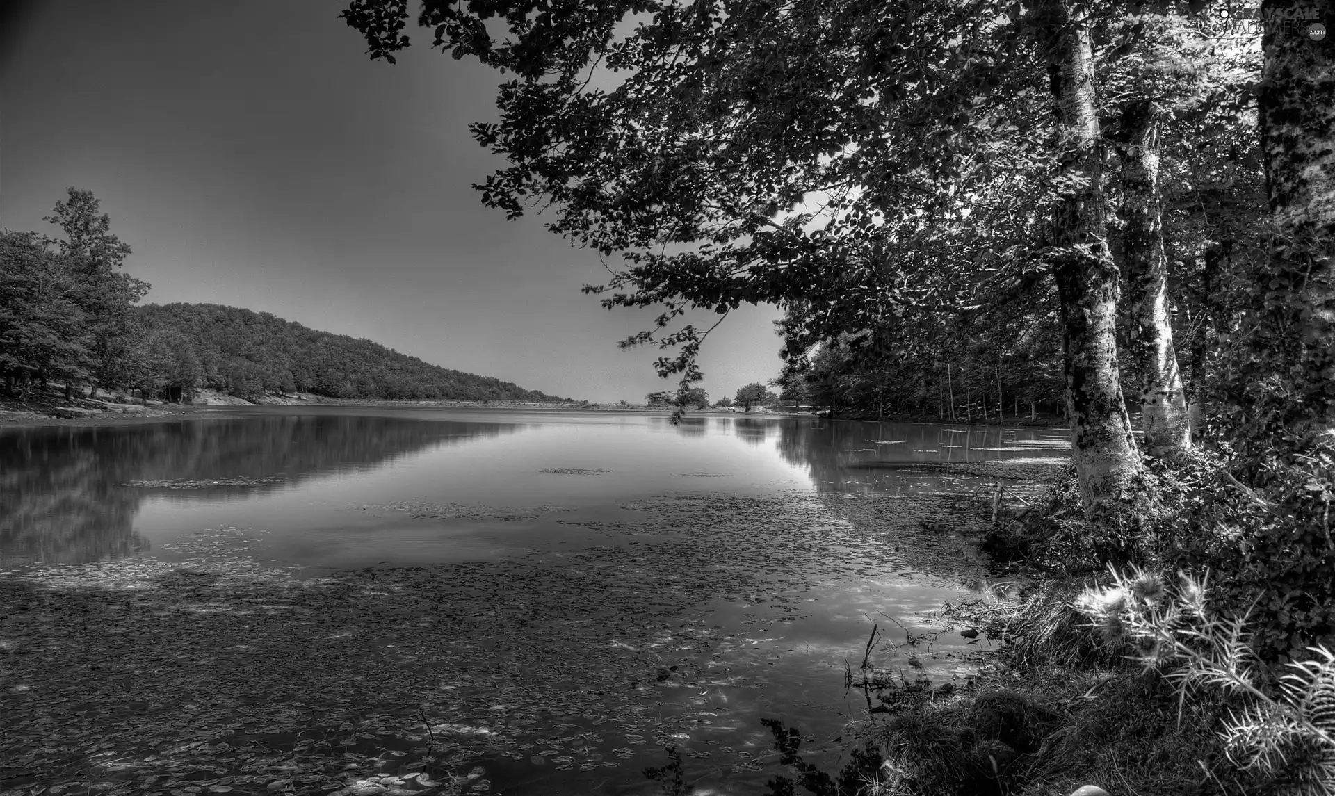 woods, River, Mountains