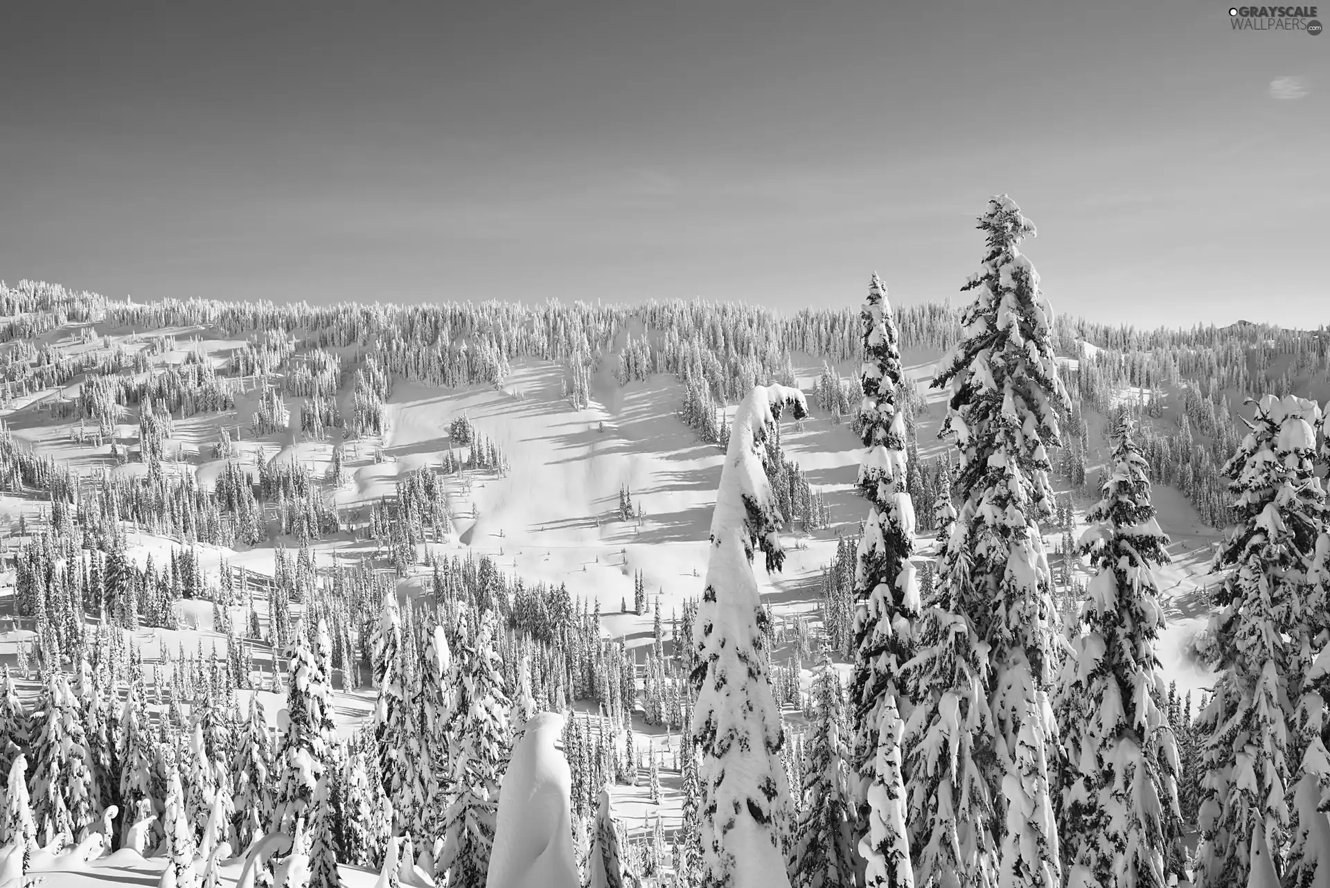 woods, winter, Mountains