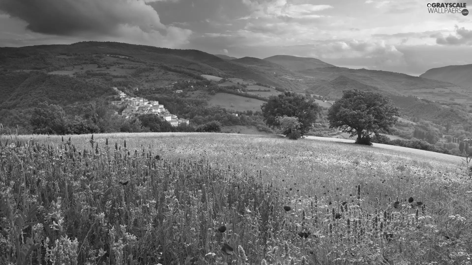 woods, panorama, Flowers, Mountains, medows