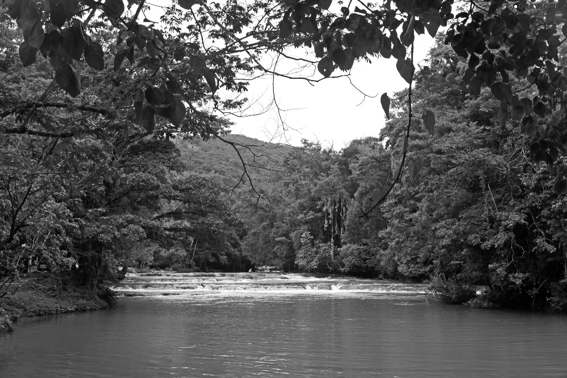 woods, high, River