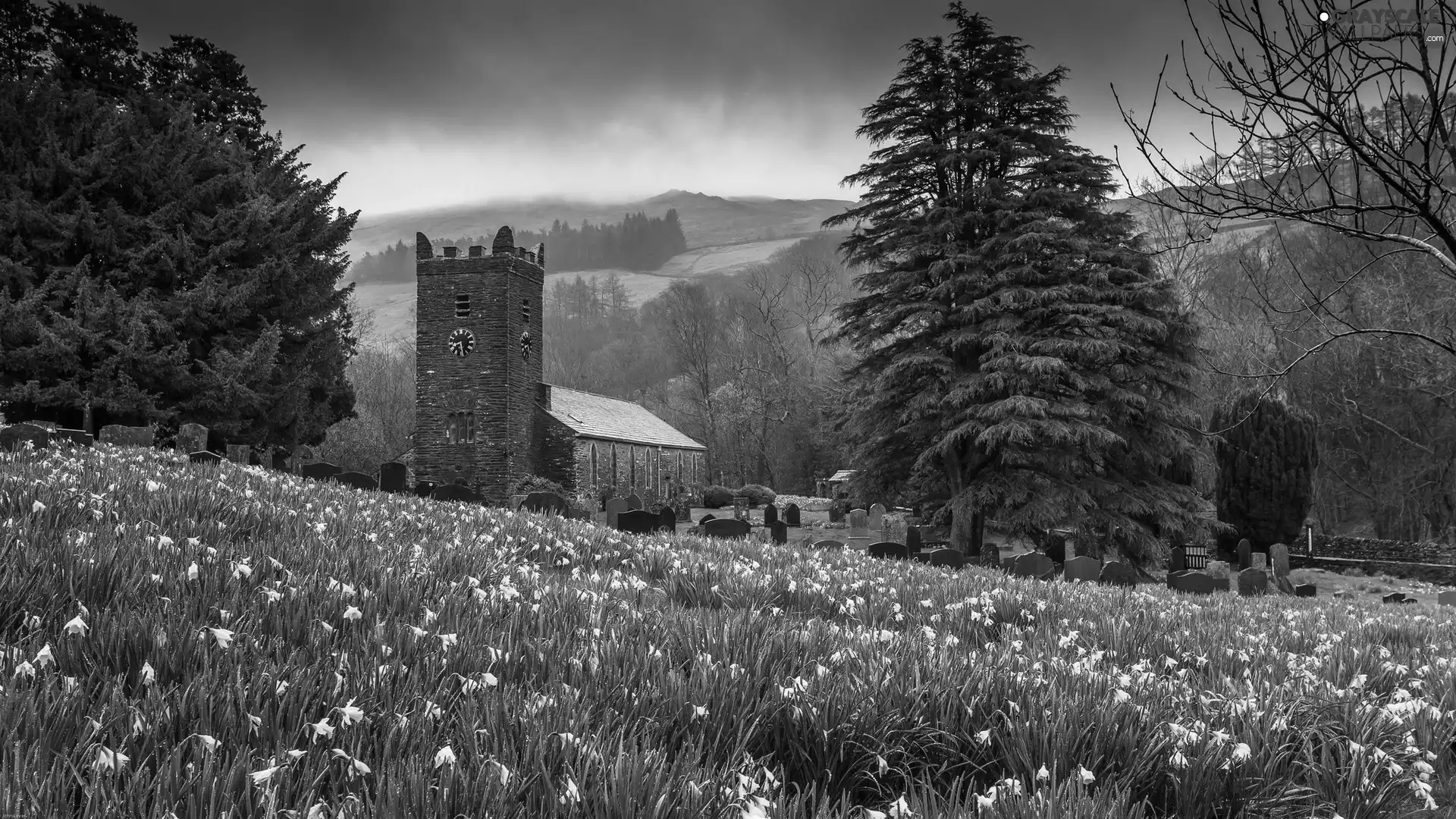 Daffodils, chapel, woods, Spring, Mountains, Meadow