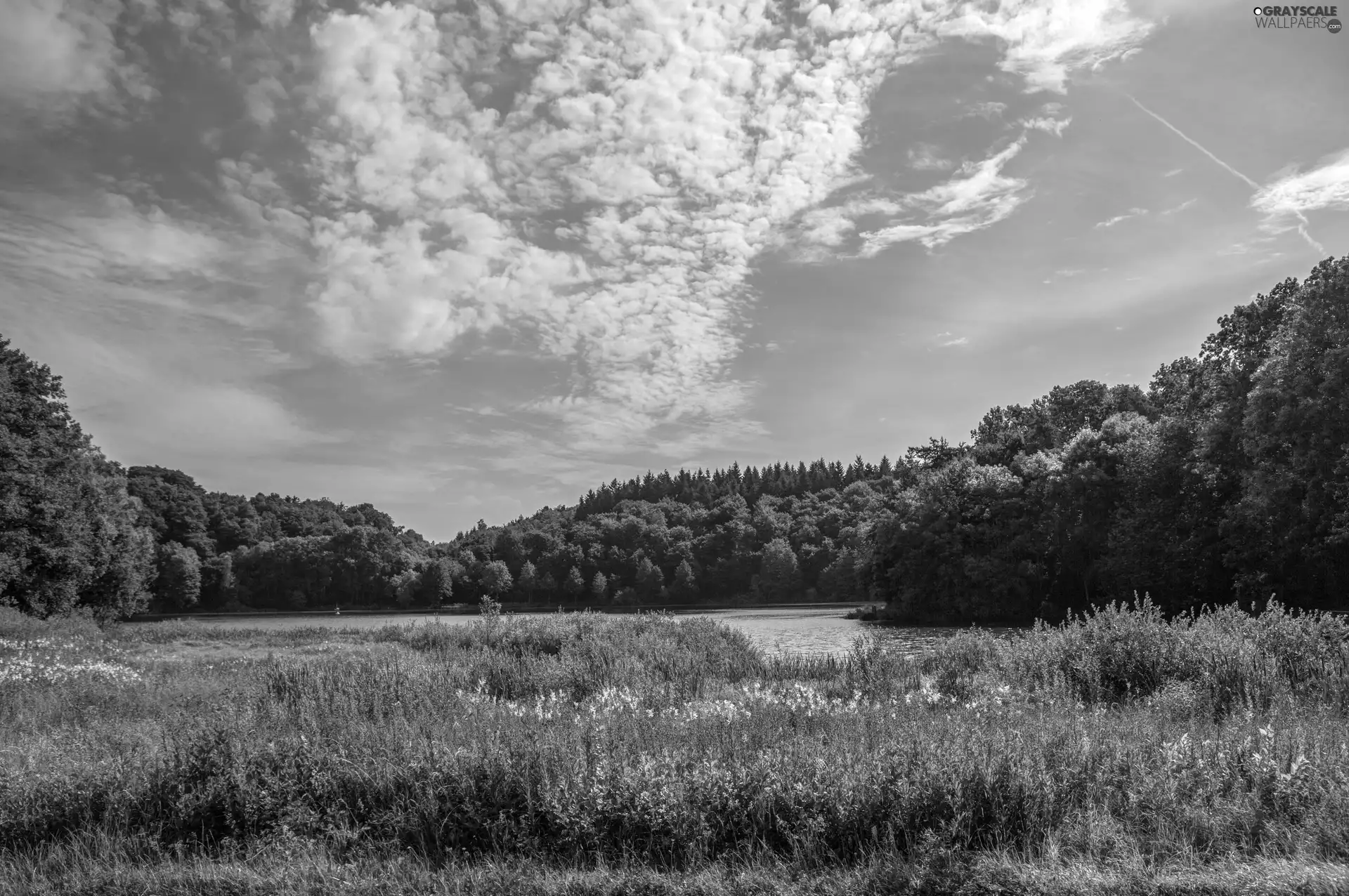 woods, Spring, Meadow, Flowers, River