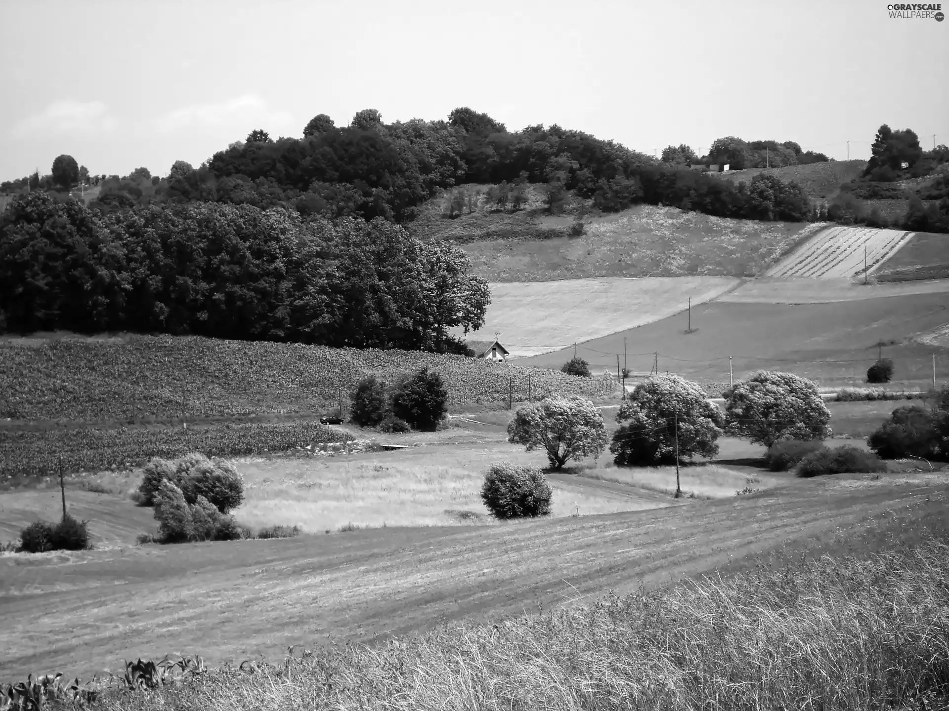 field, The Hills, woods