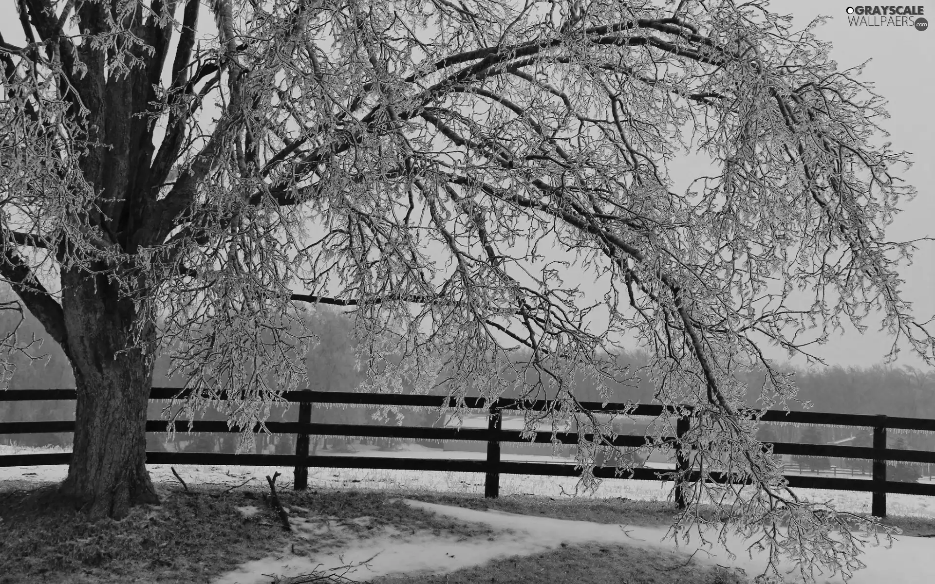 fence, frozen, woods, winter, field, trees
