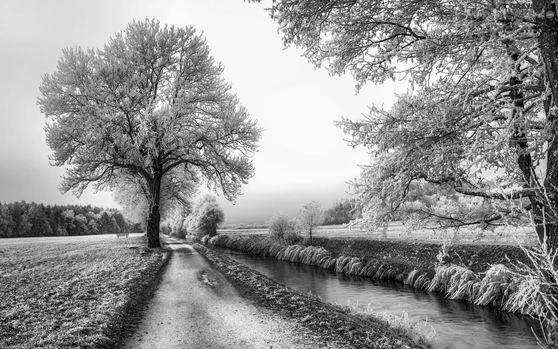 woods, winter, Way, field, River