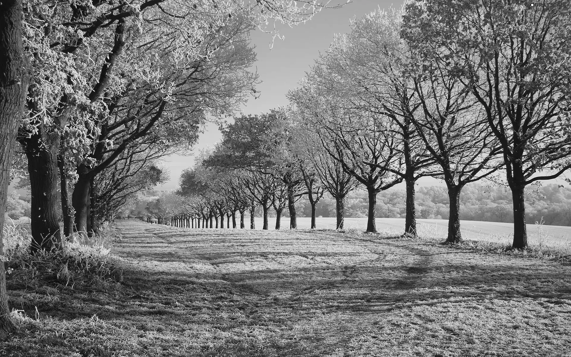 woods, winter, trees, viewes, Way