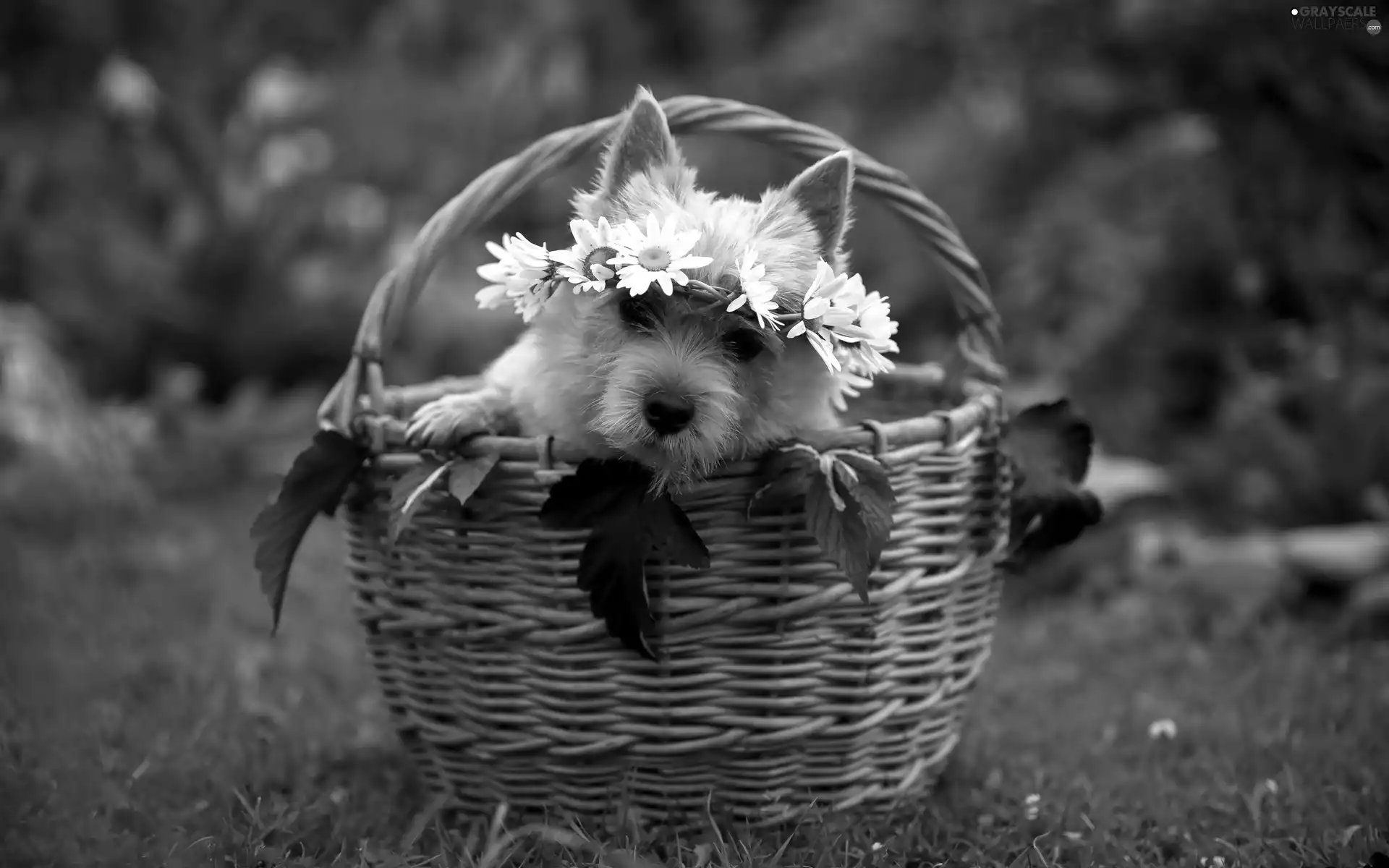 wreath, dog, basket